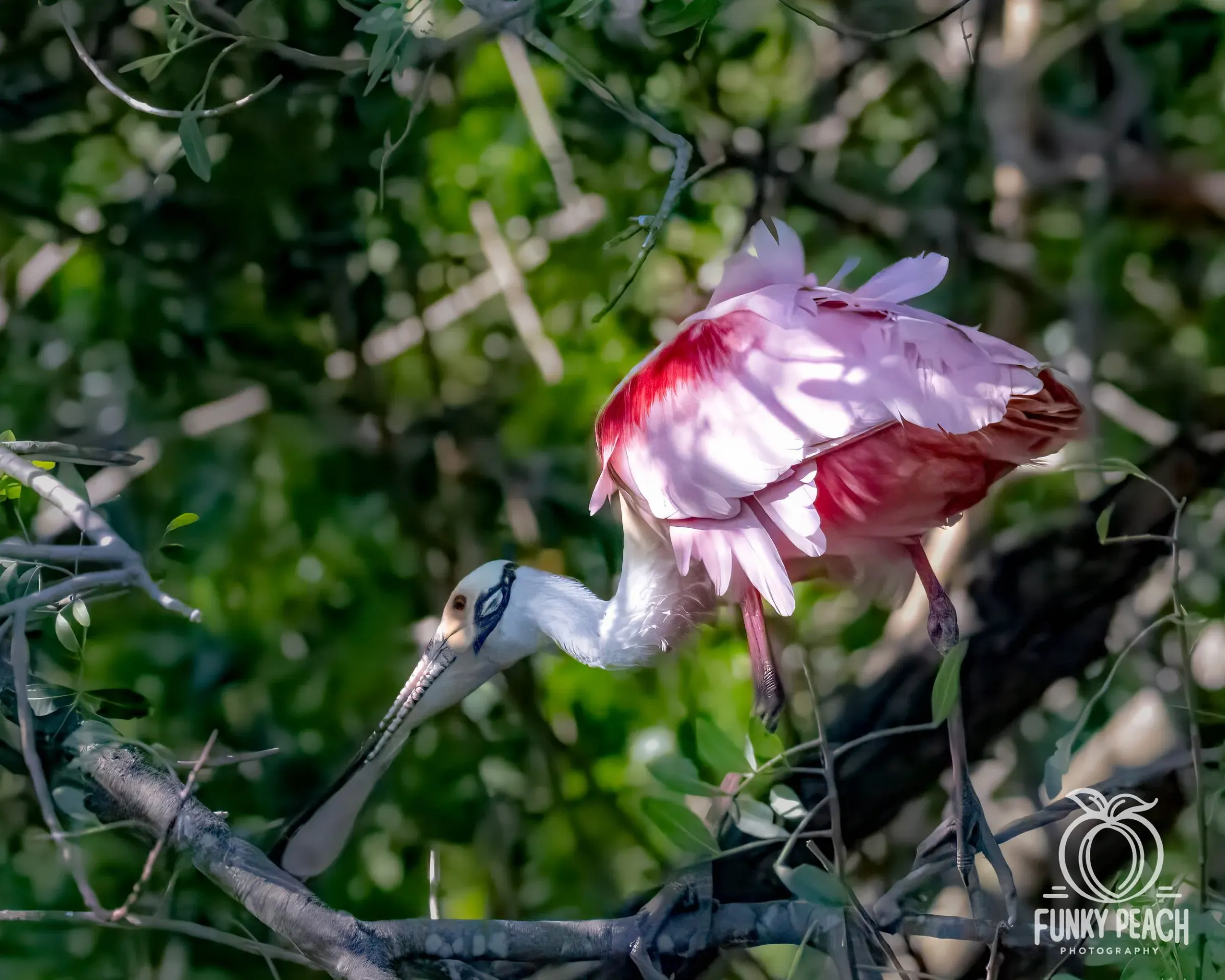 Roseate Spoonbills — photograph 50