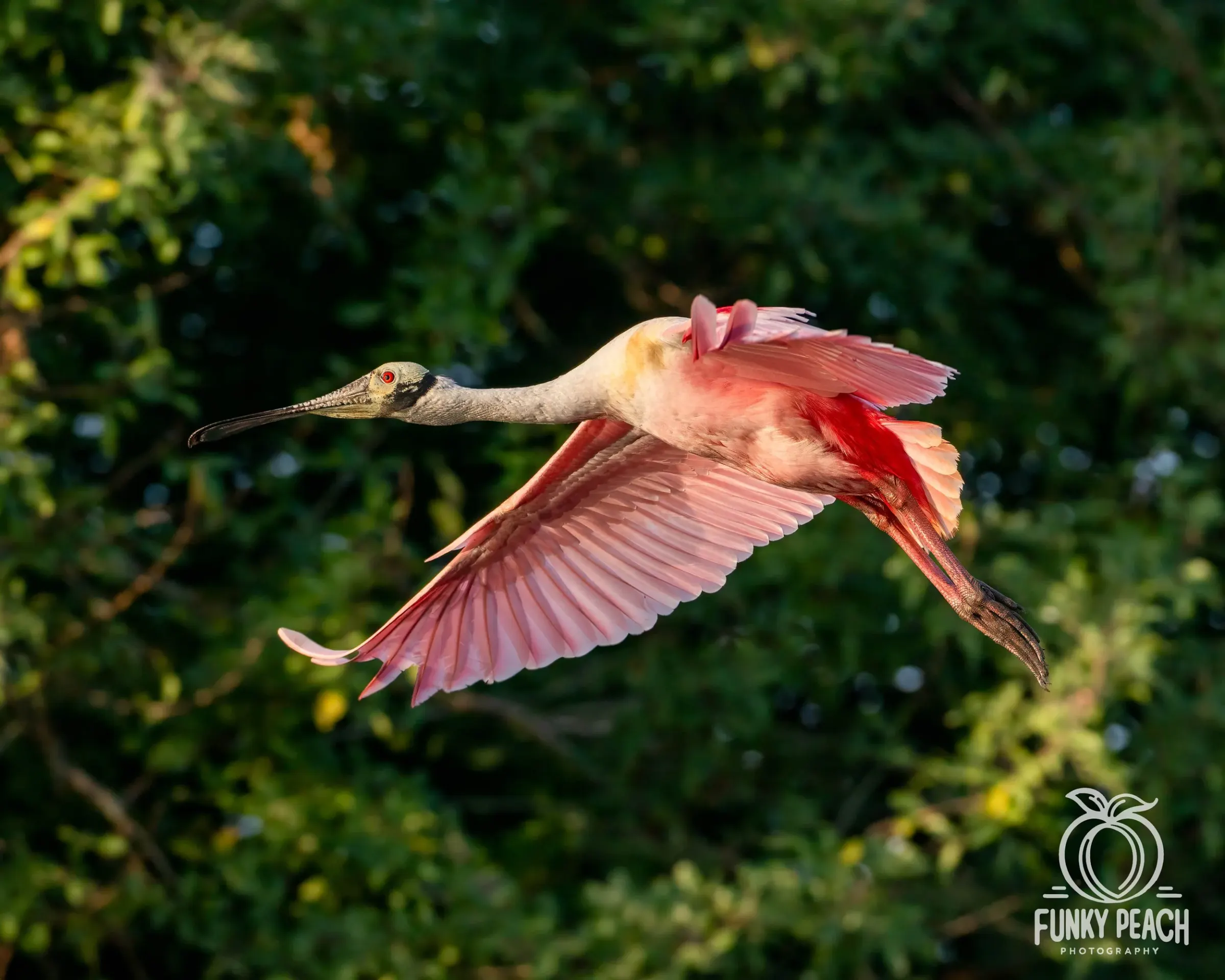 Roseate Spoonbills — photograph 41