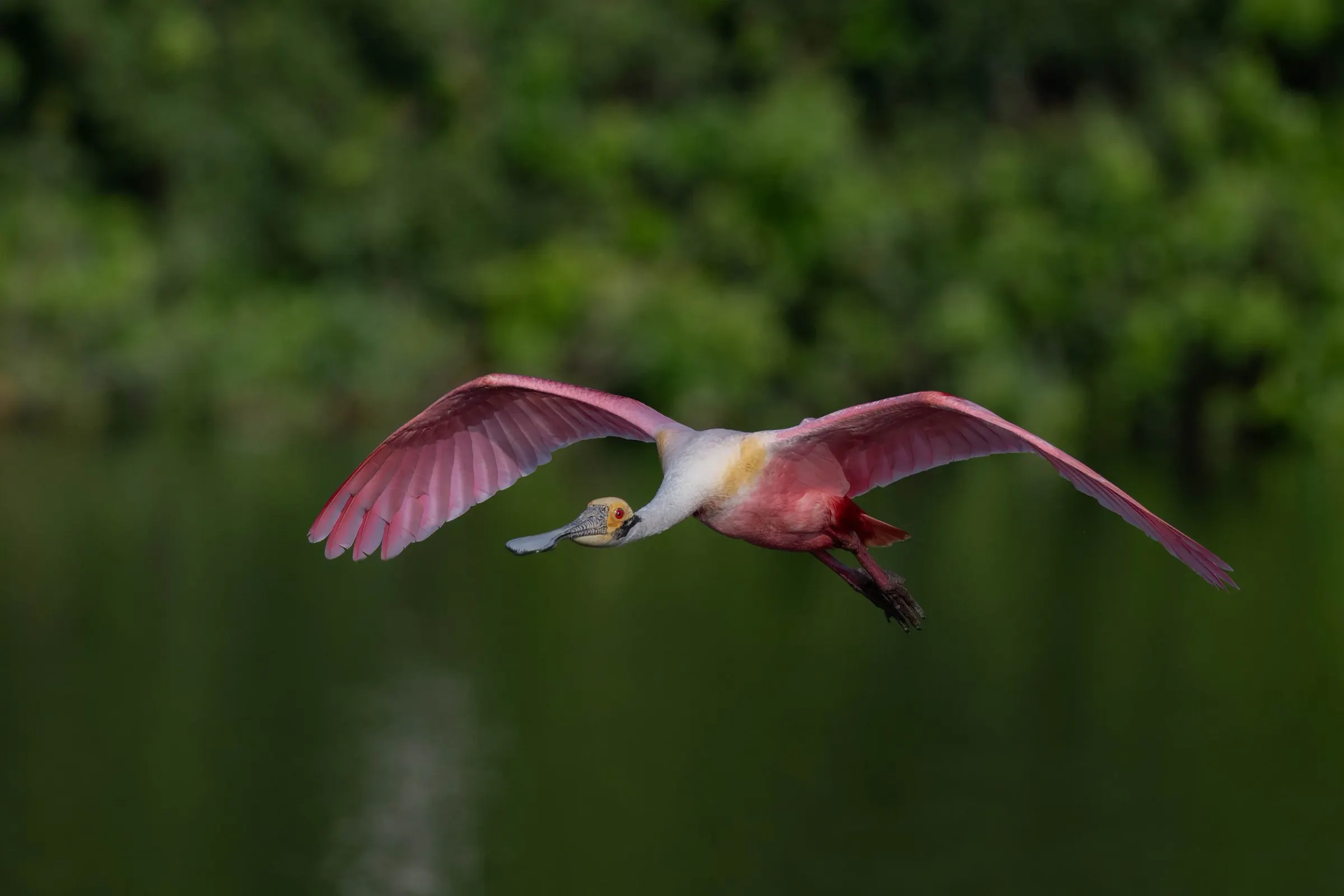 Roseate Spoonbills — photograph 10