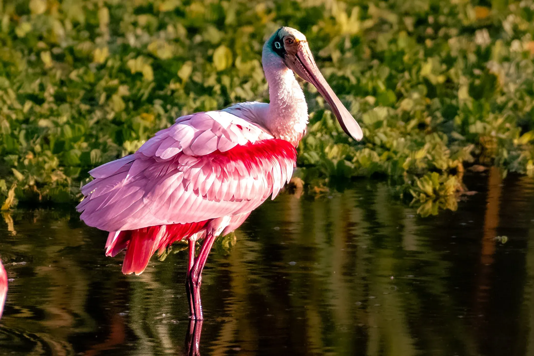 Roseate Spoonbills — photograph 22