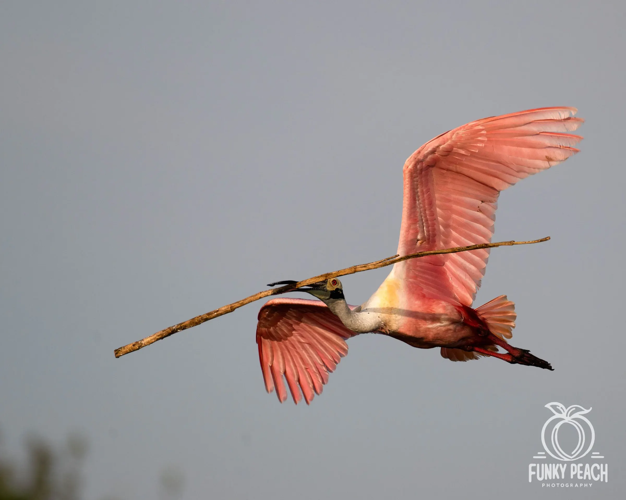 Roseate Spoonbills — photograph 42