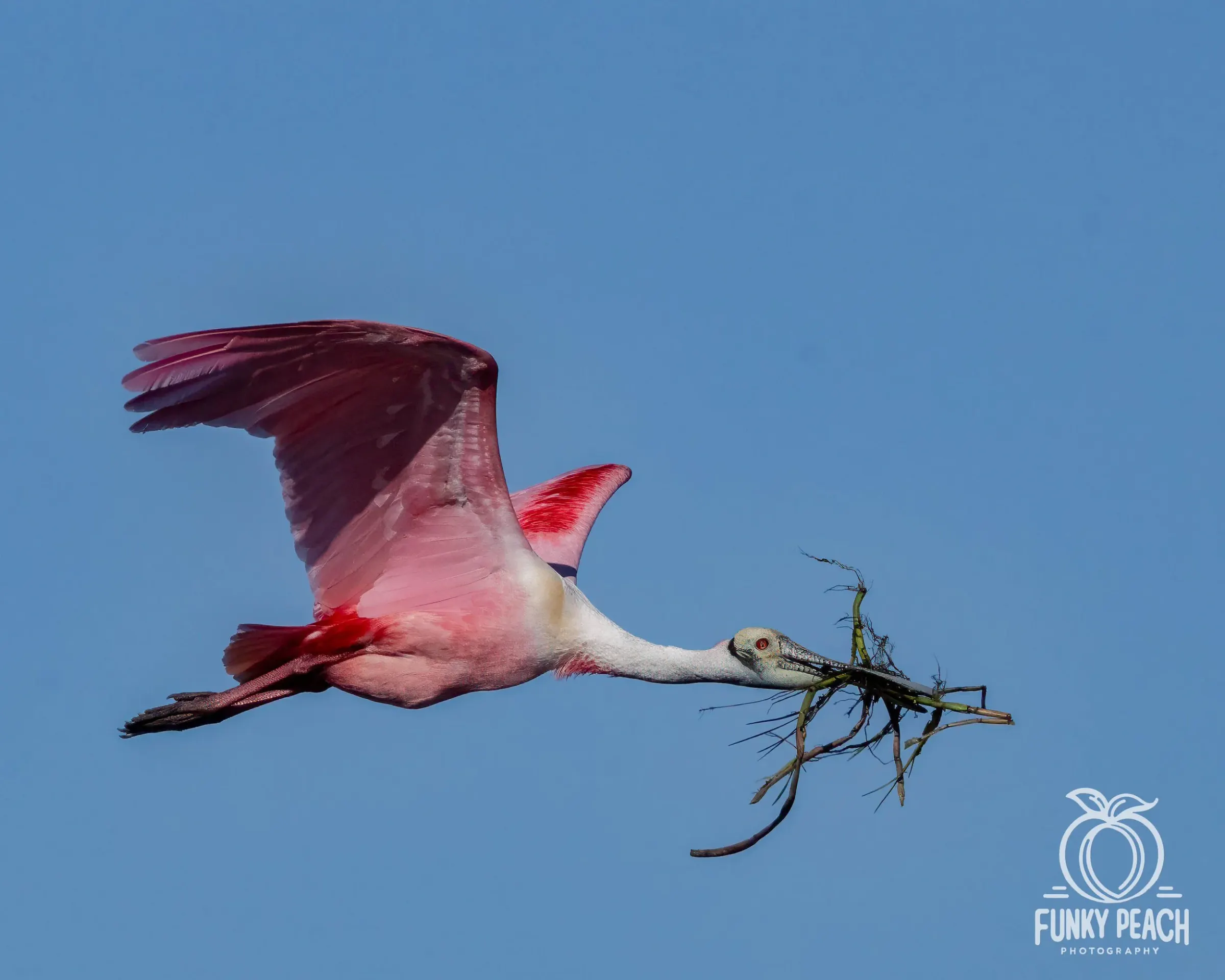 Roseate Spoonbills — photograph 49