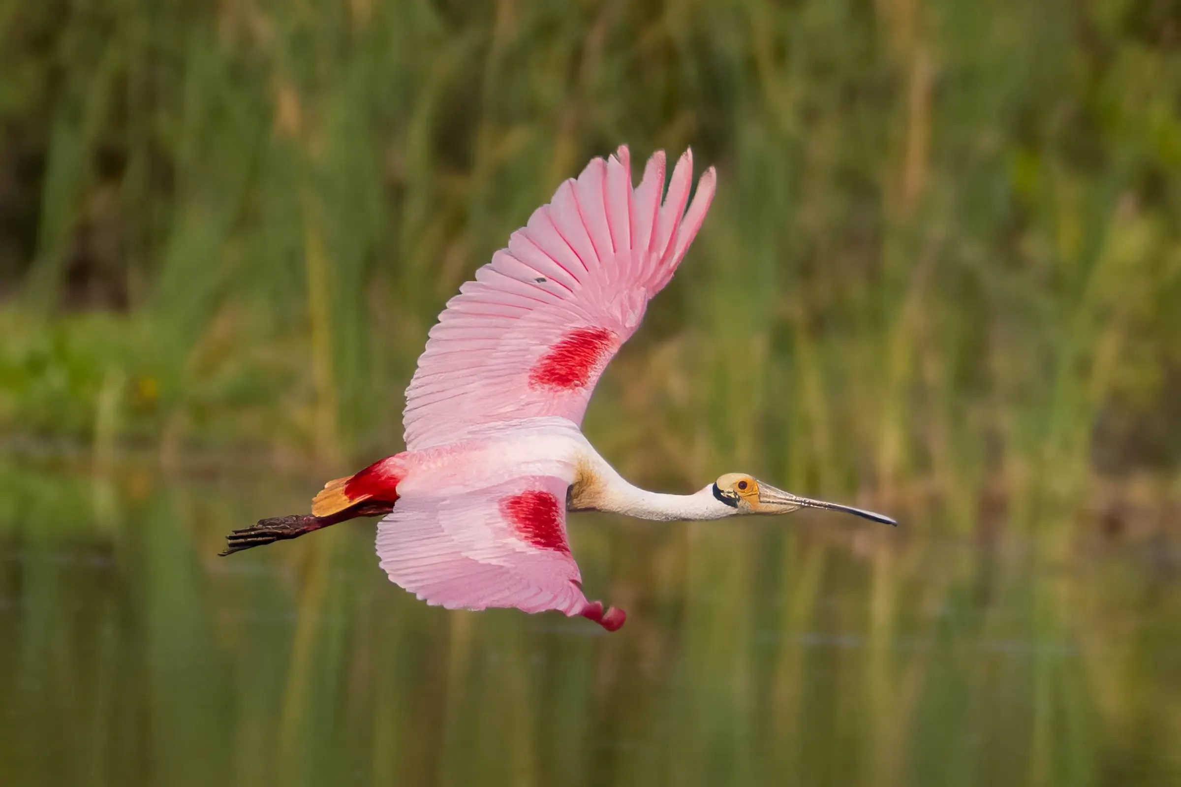 Roseate Spoonbills — photograph 14