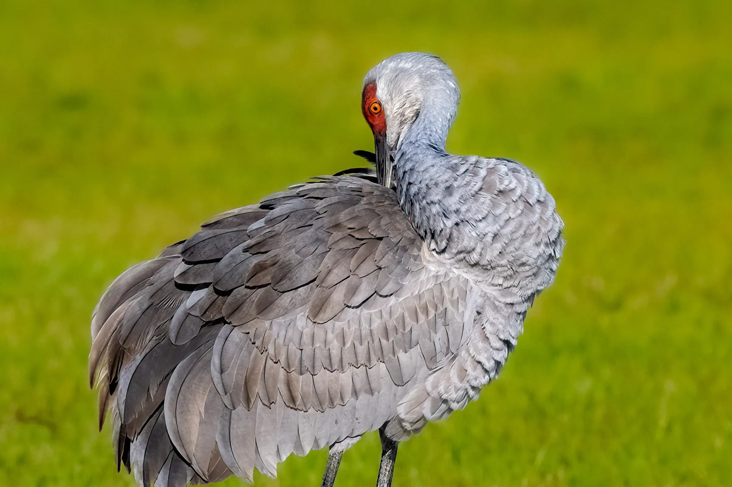 Sandhill Cranes — photograph 2