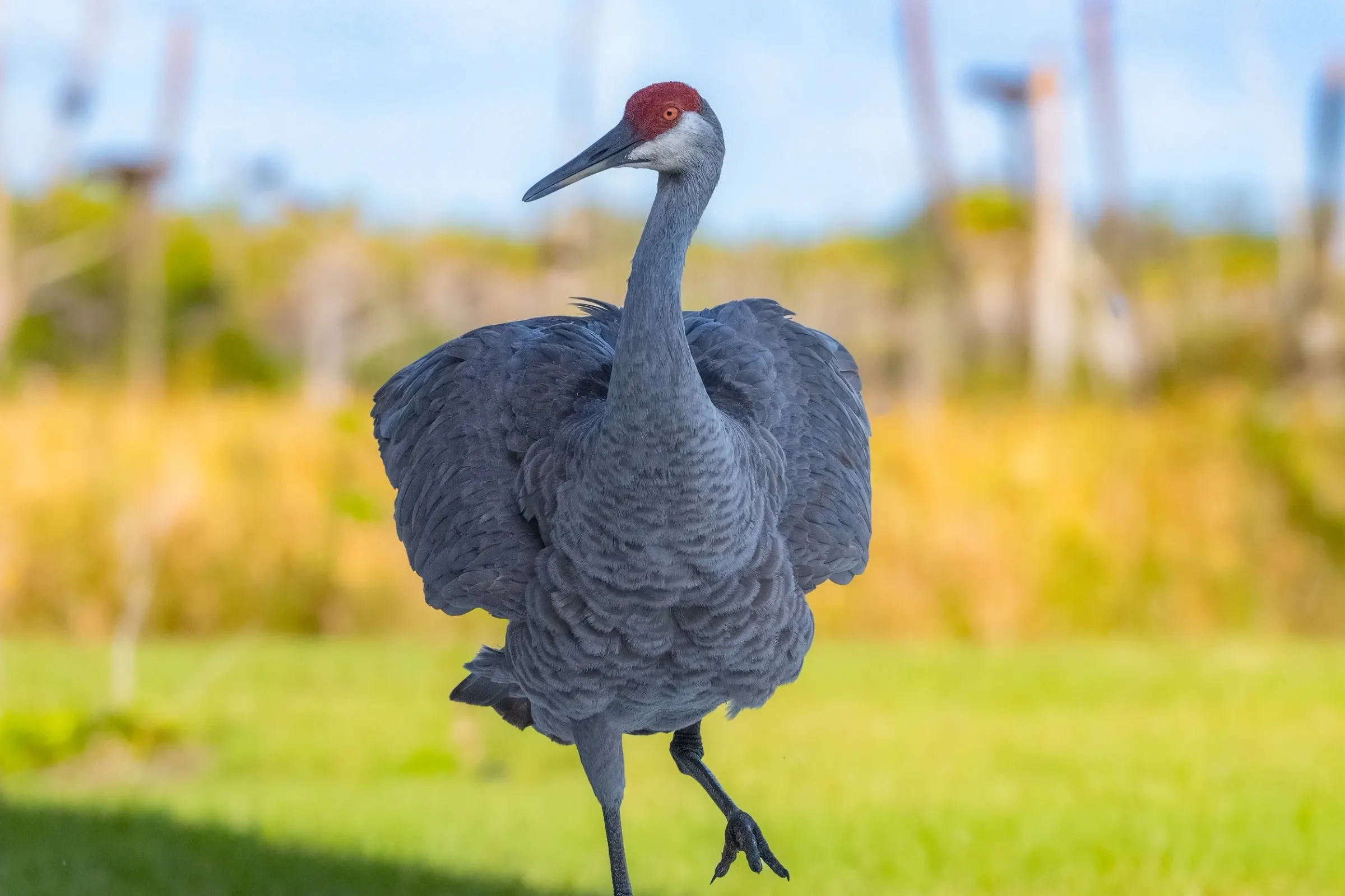 Sandhill Cranes — photograph 6