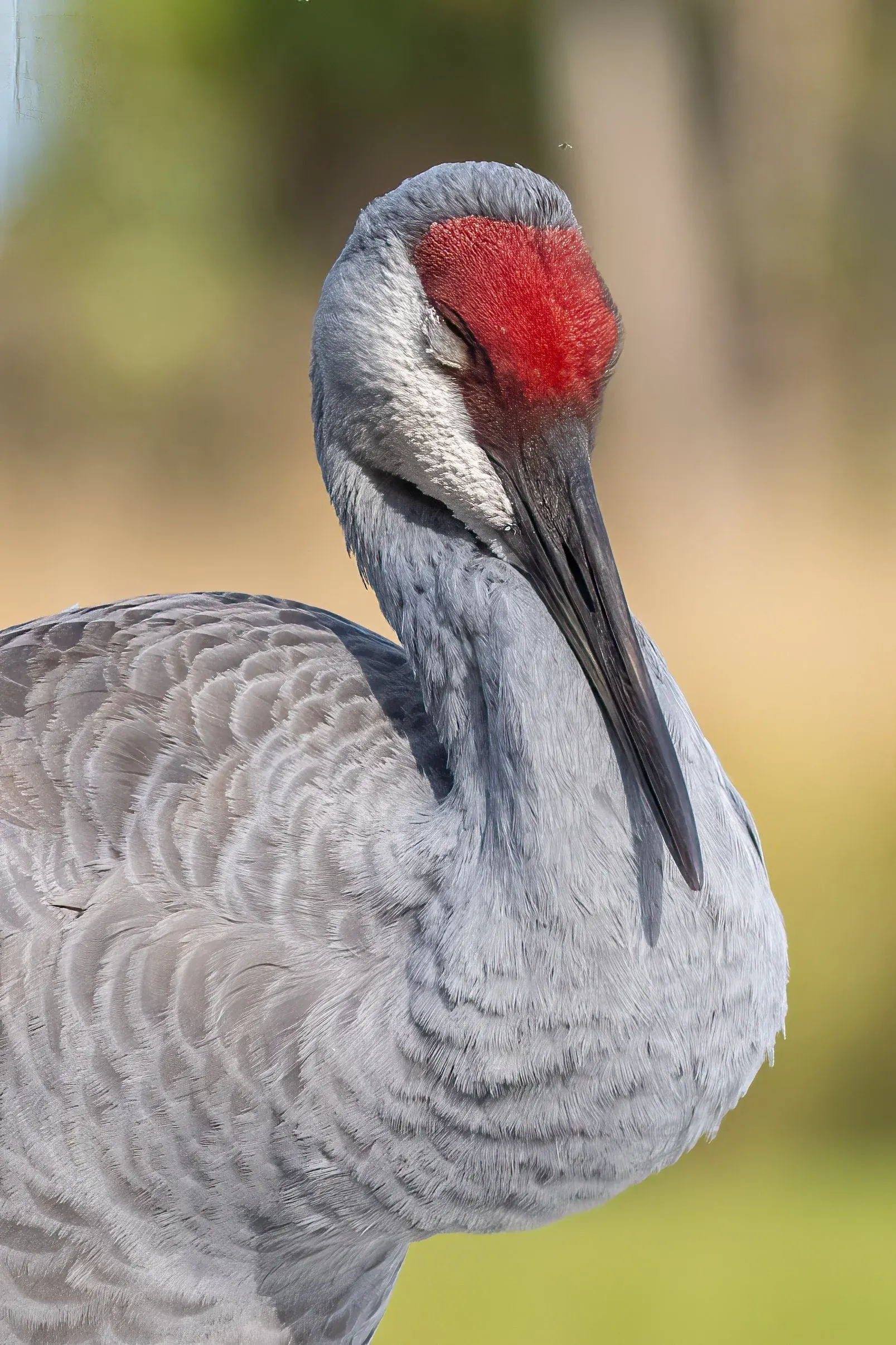 Sandhill Cranes — photograph 11