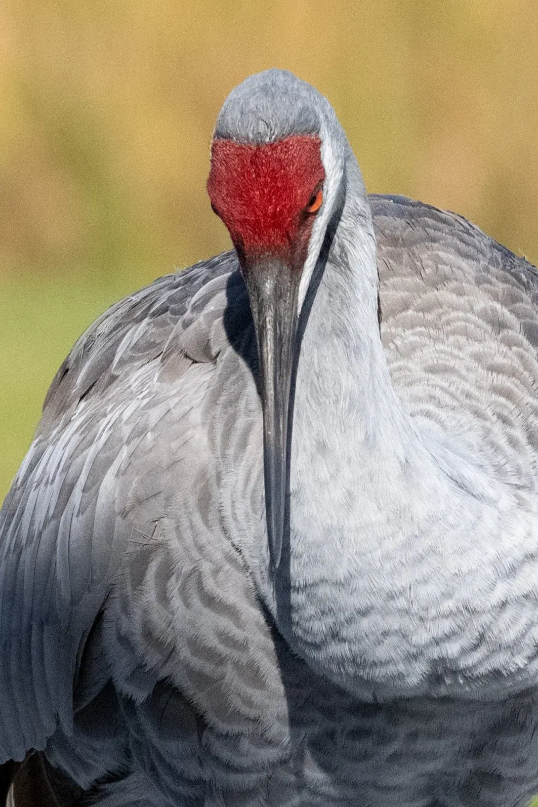 Sandhill Cranes — photograph 4