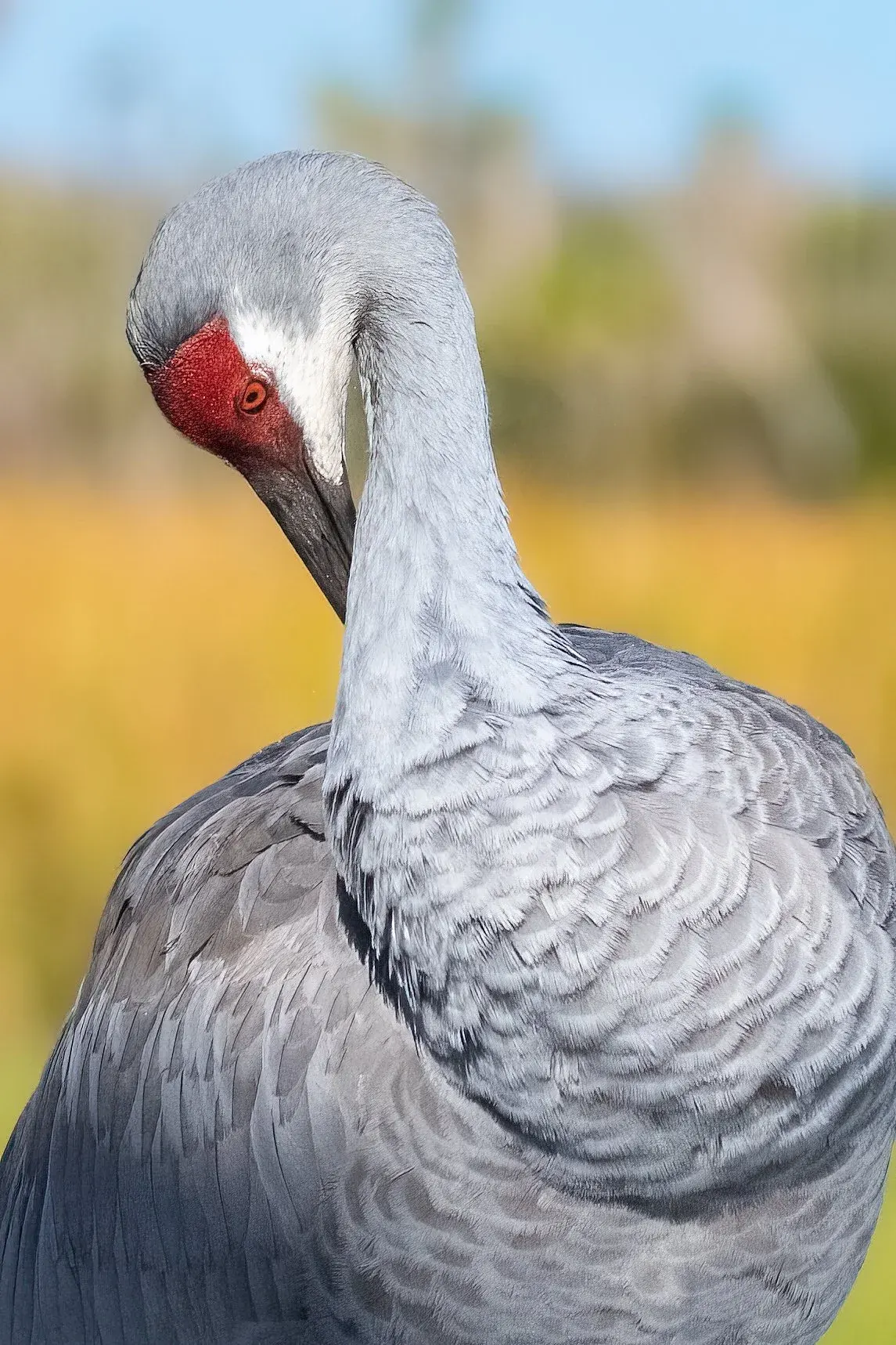 Sandhill Cranes — photograph 8