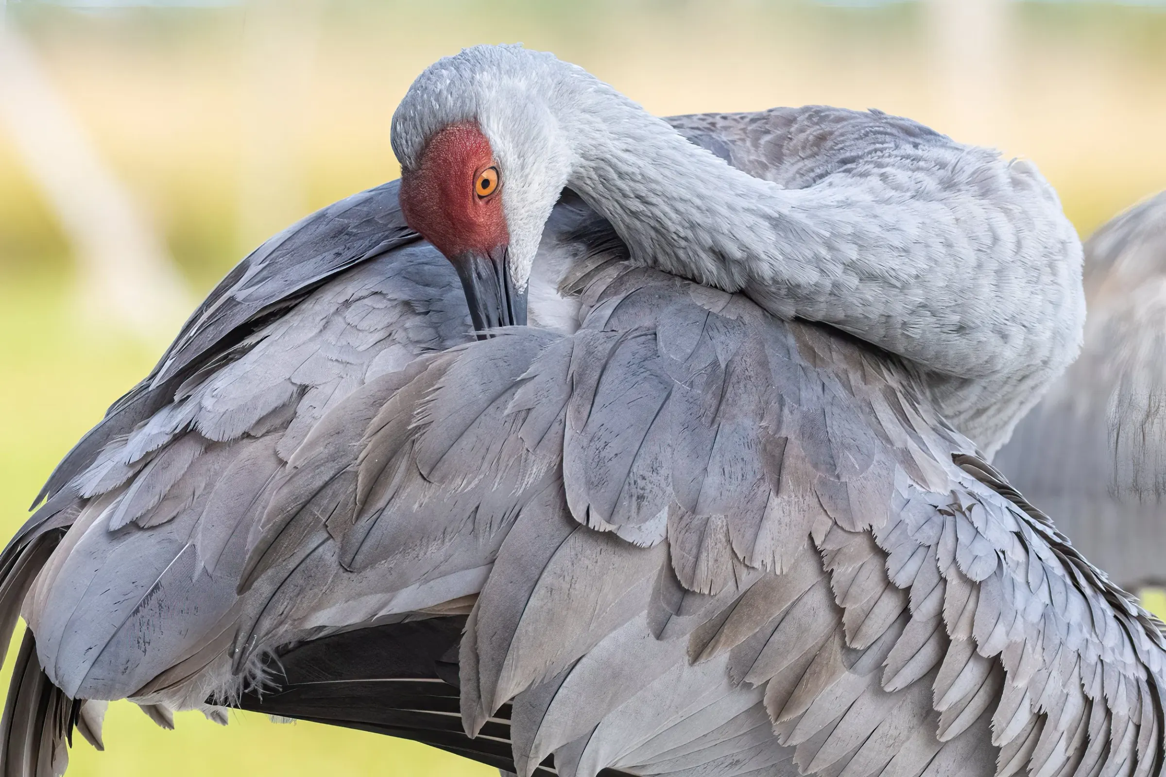 Sandhill Cranes — photograph 12