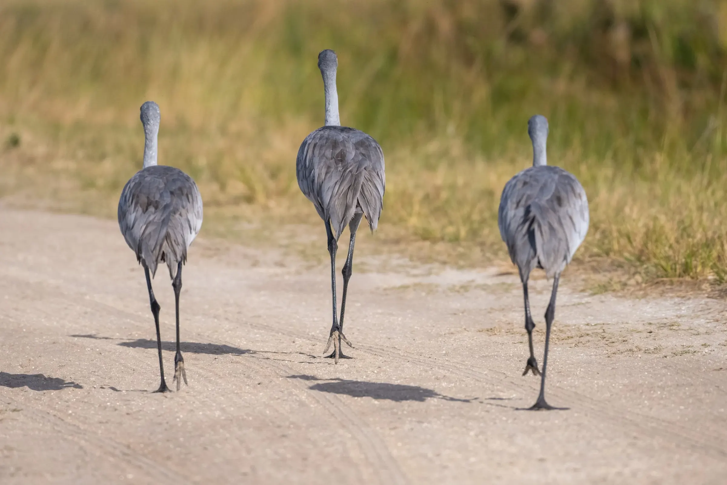 Sandhill Cranes — album cover