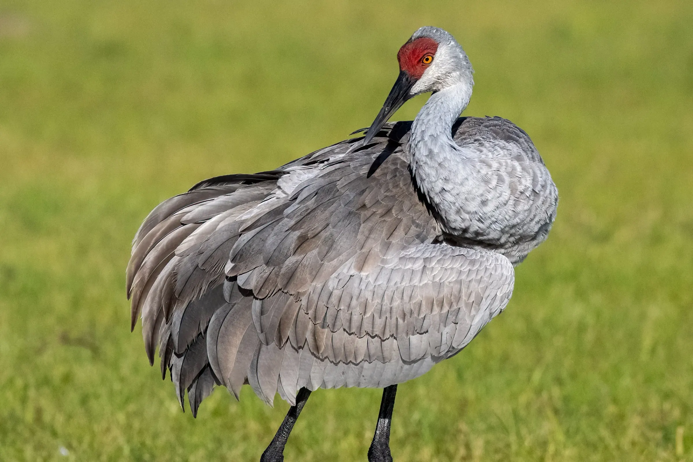 Sandhill Cranes — photograph 3