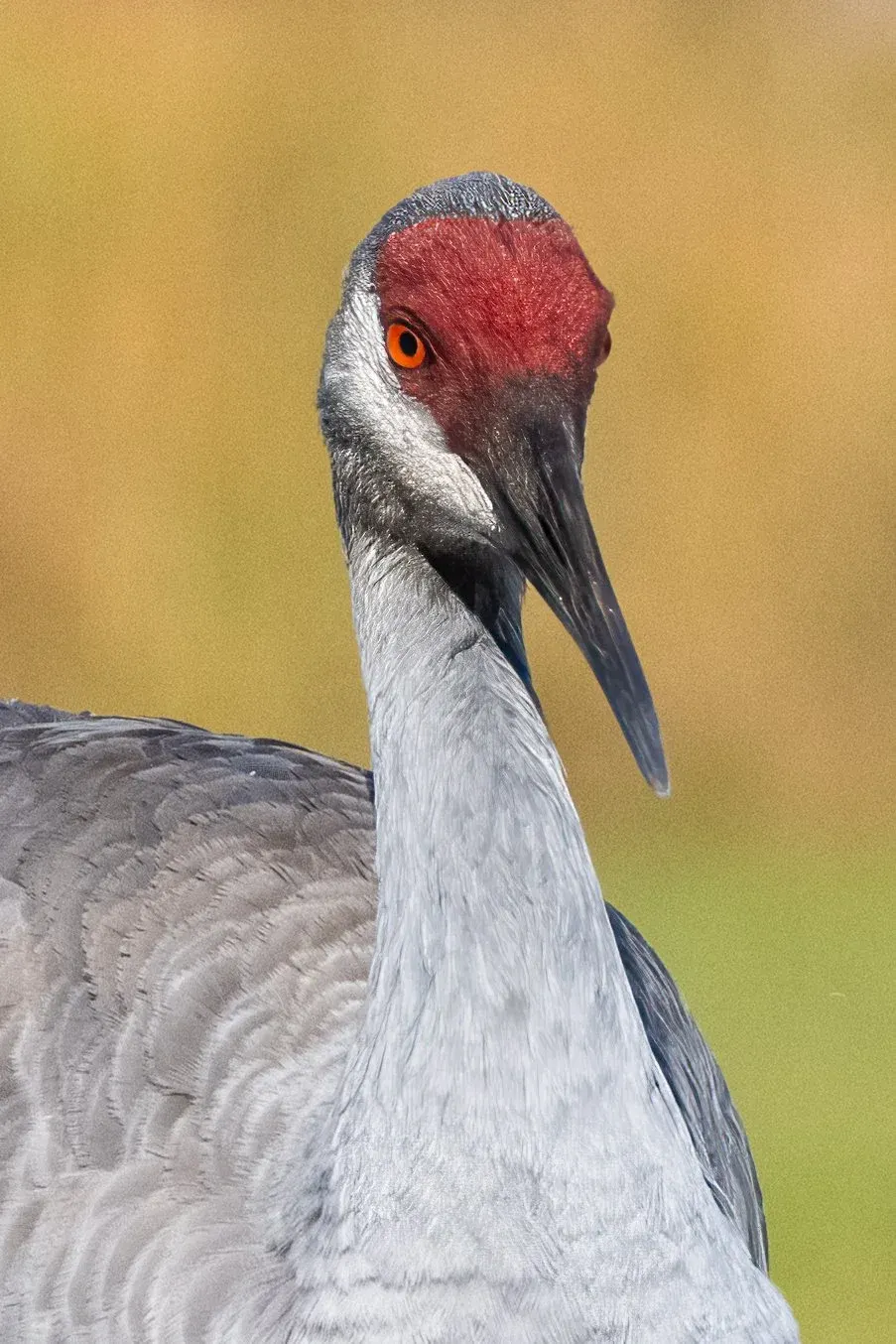 Sandhill Cranes — photograph 5
