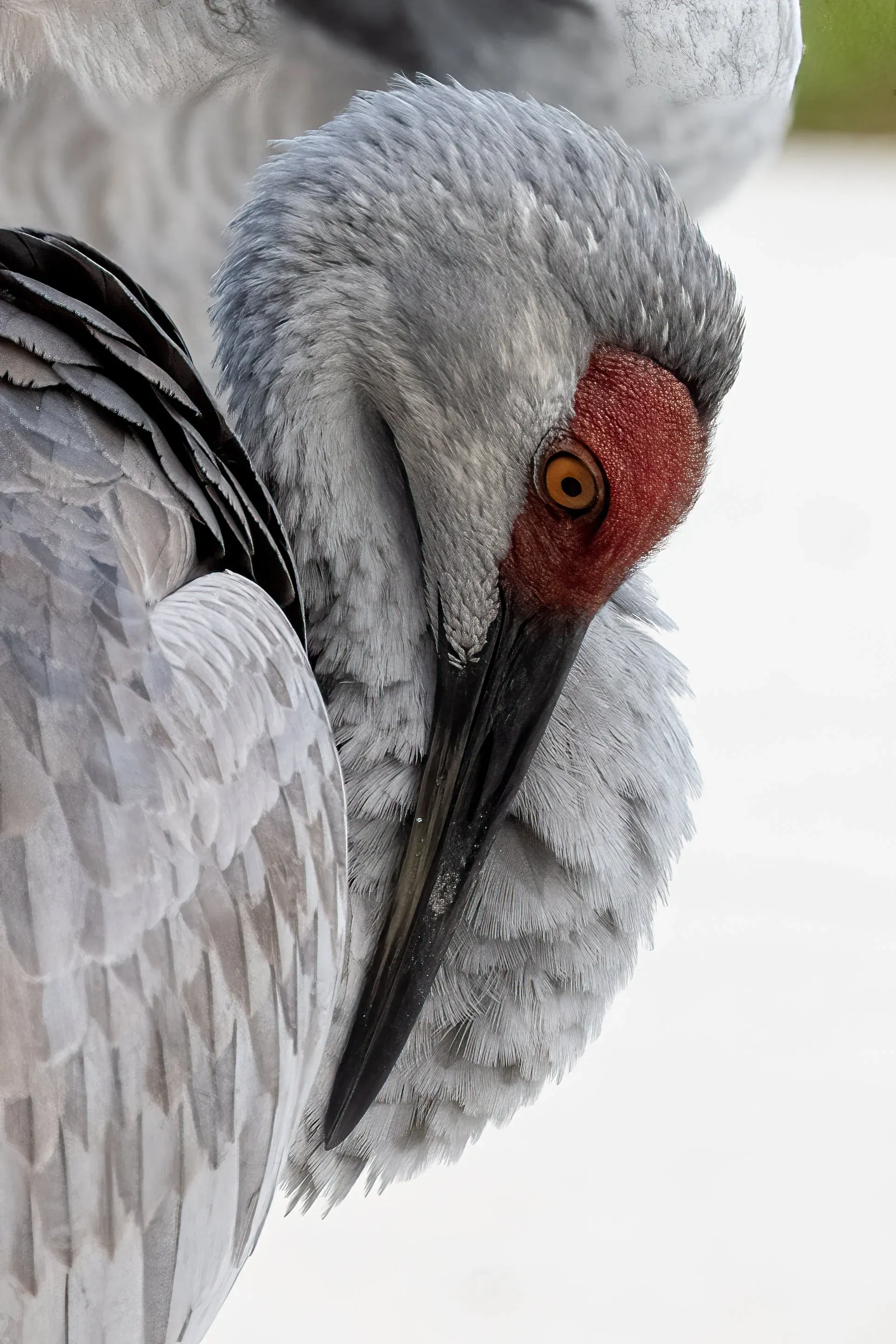 Sandhill Cranes — photograph 10