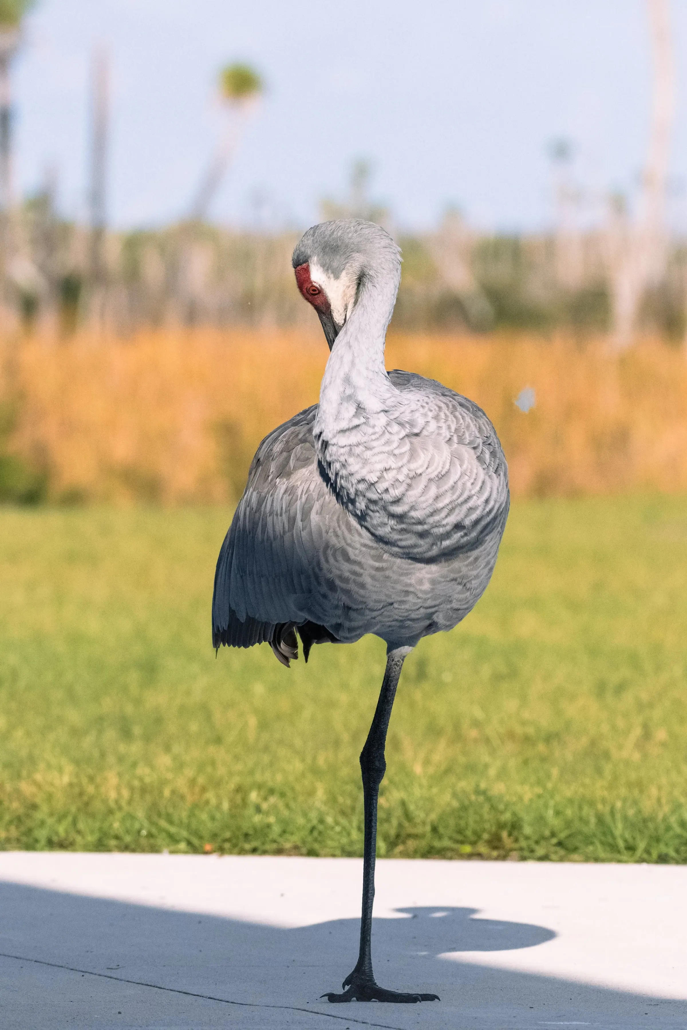Sandhill Cranes — photograph 7