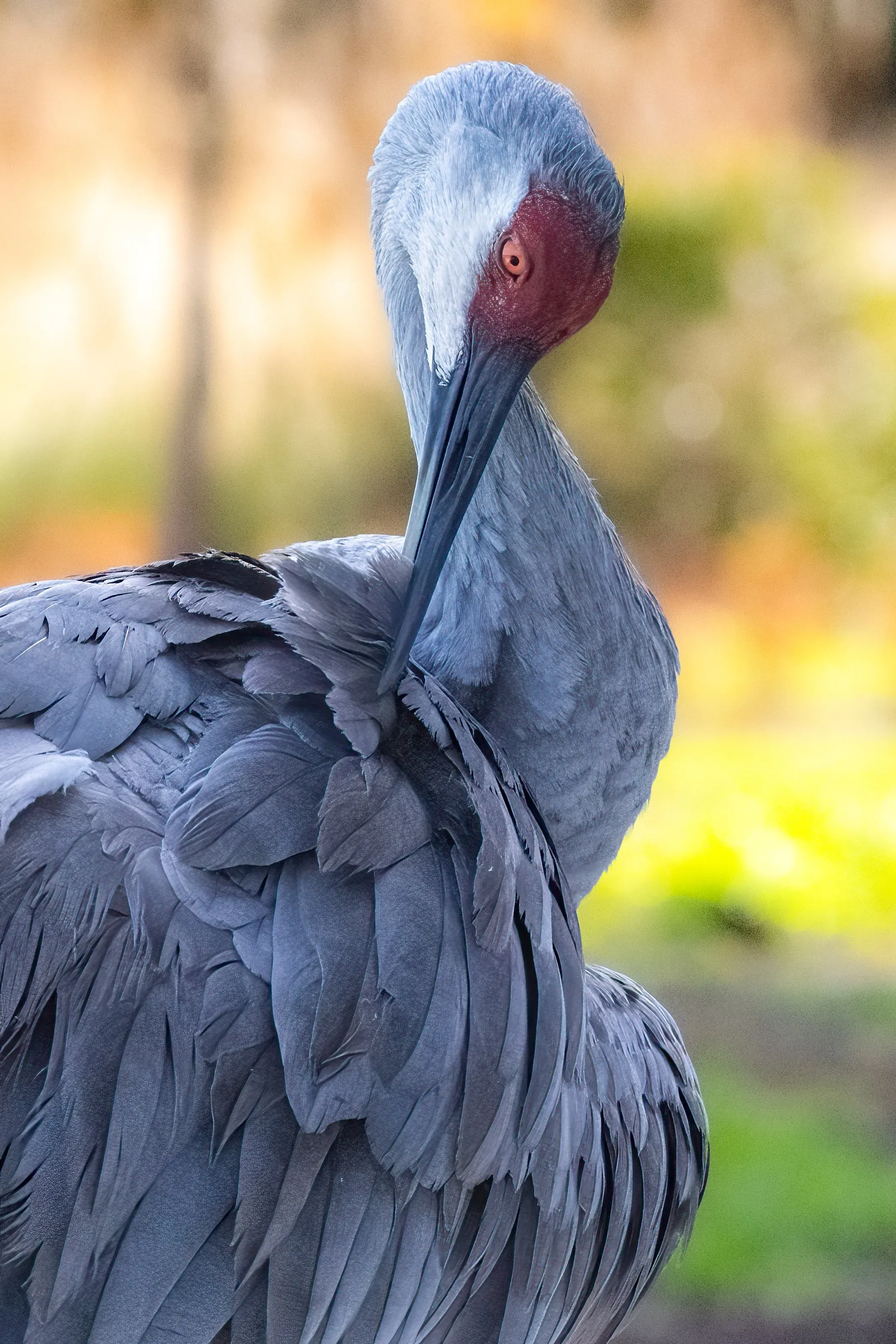 Sandhill Cranes — photograph 9