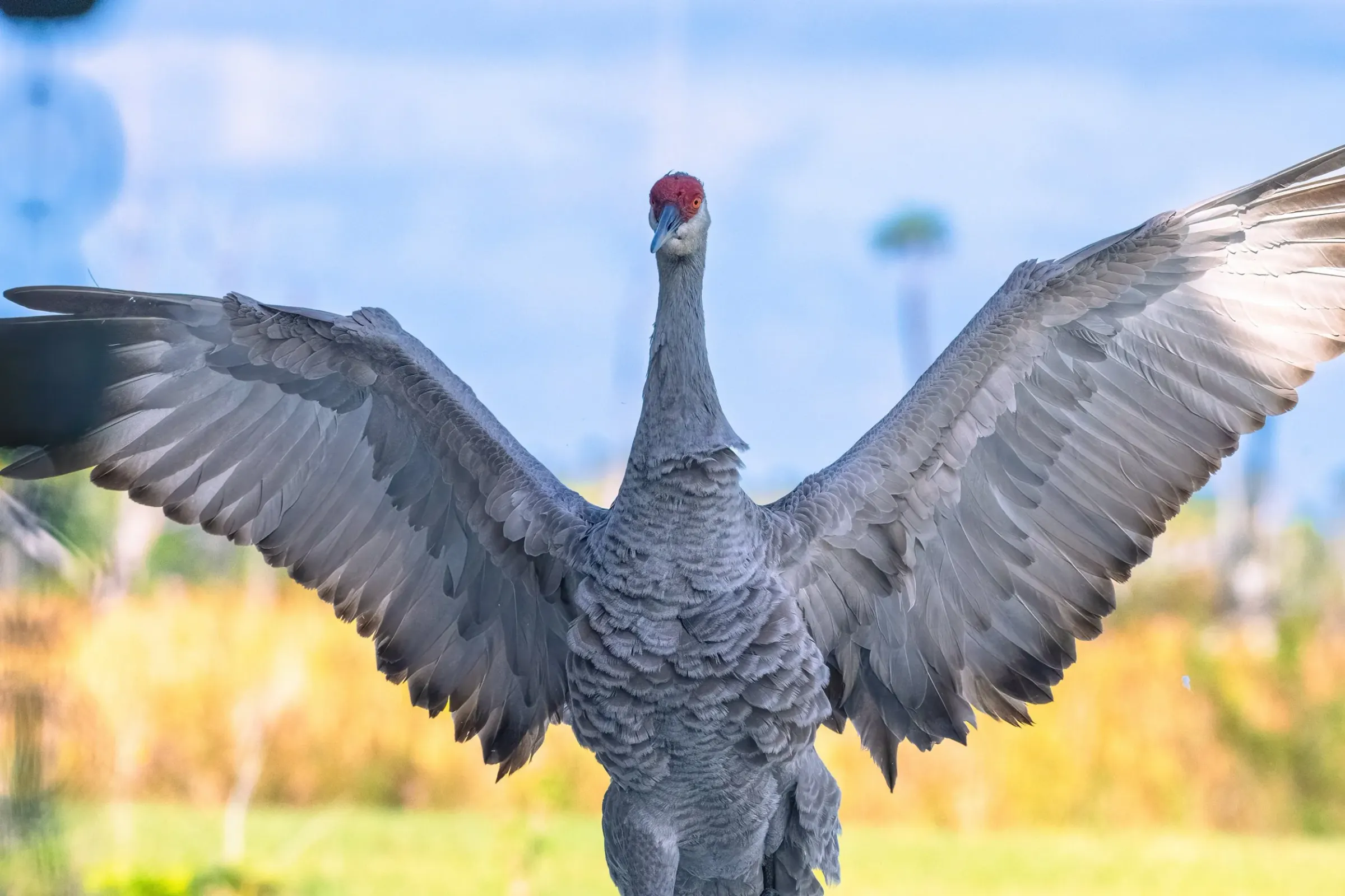 Sandhill Cranes — photograph 13