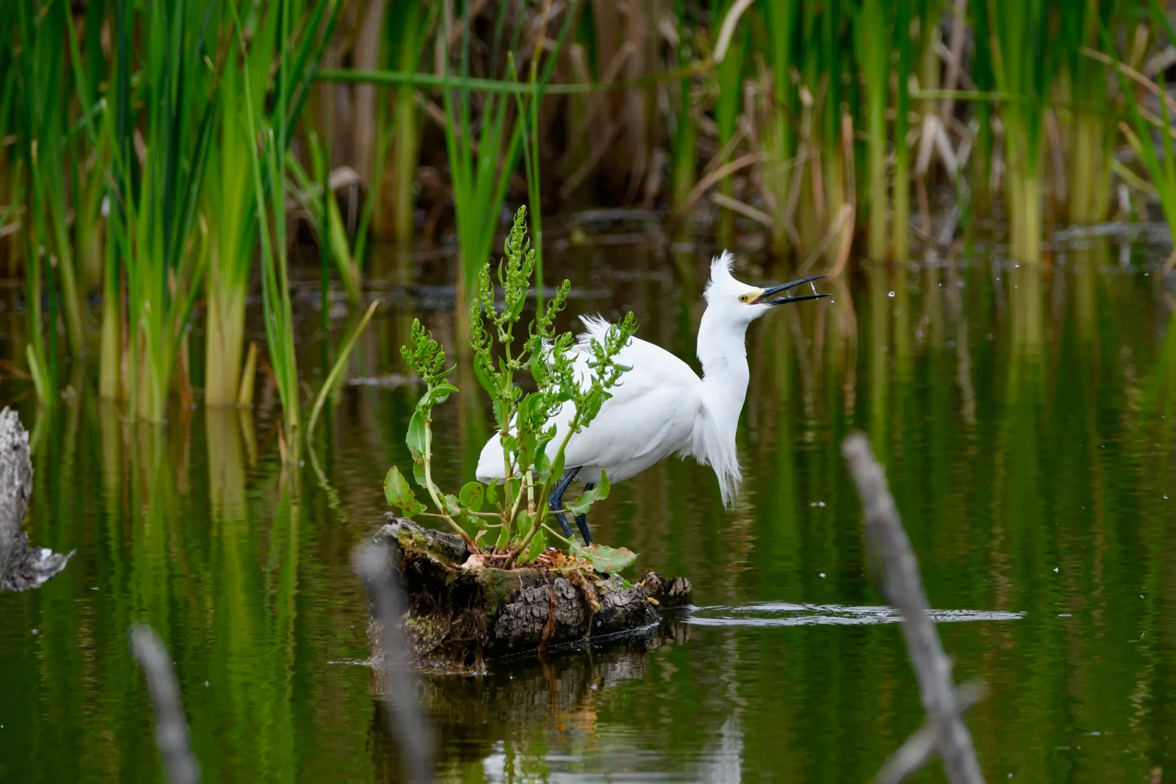 Snowy Egrets — photograph 8