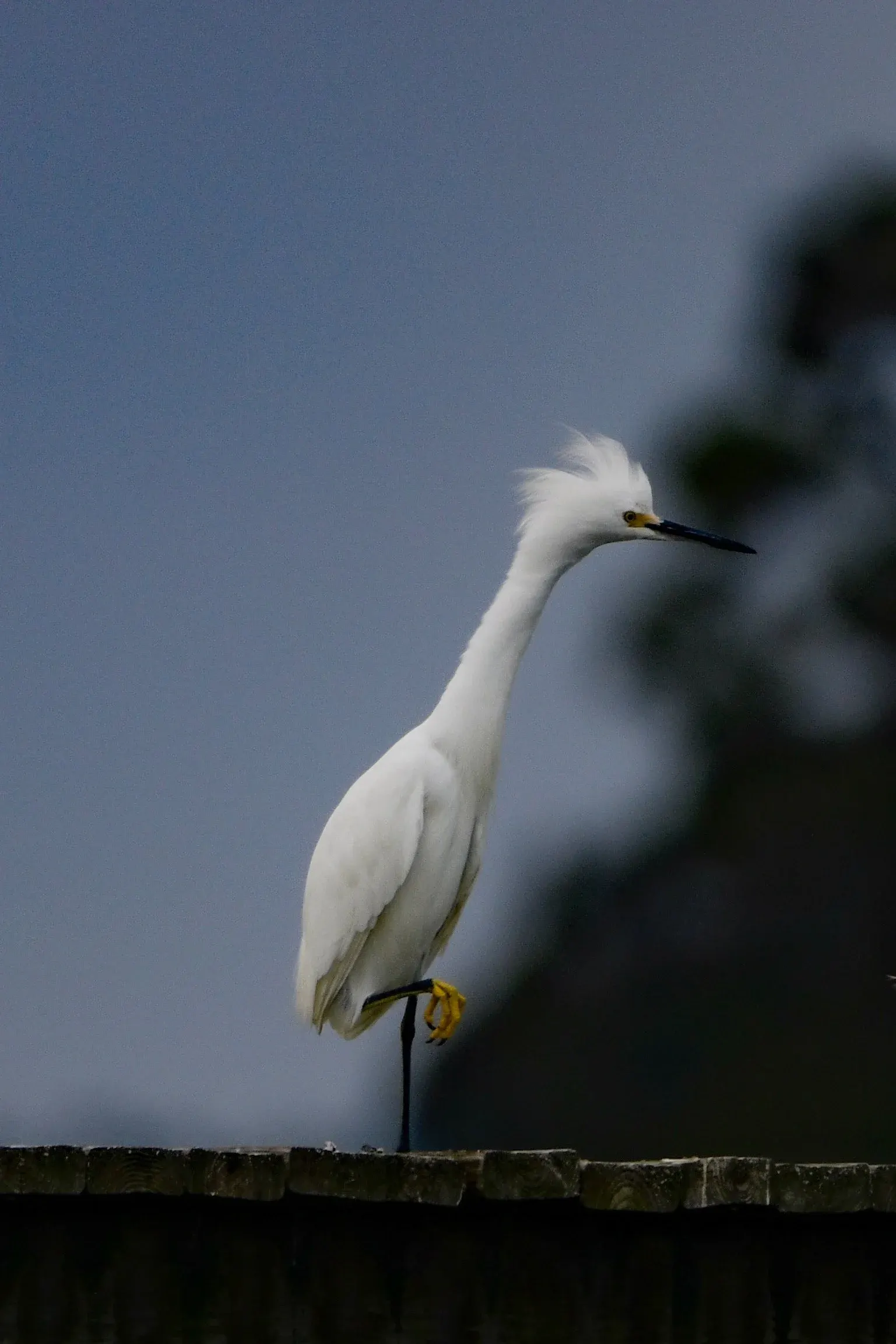 Snowy Egrets — photograph 6