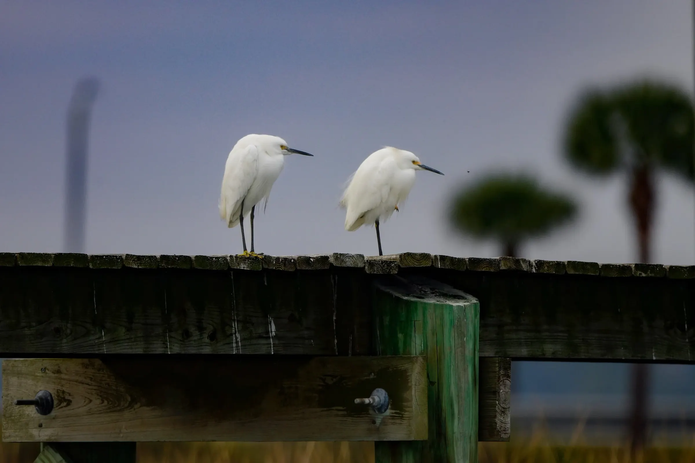 Snowy Egrets — photograph 4