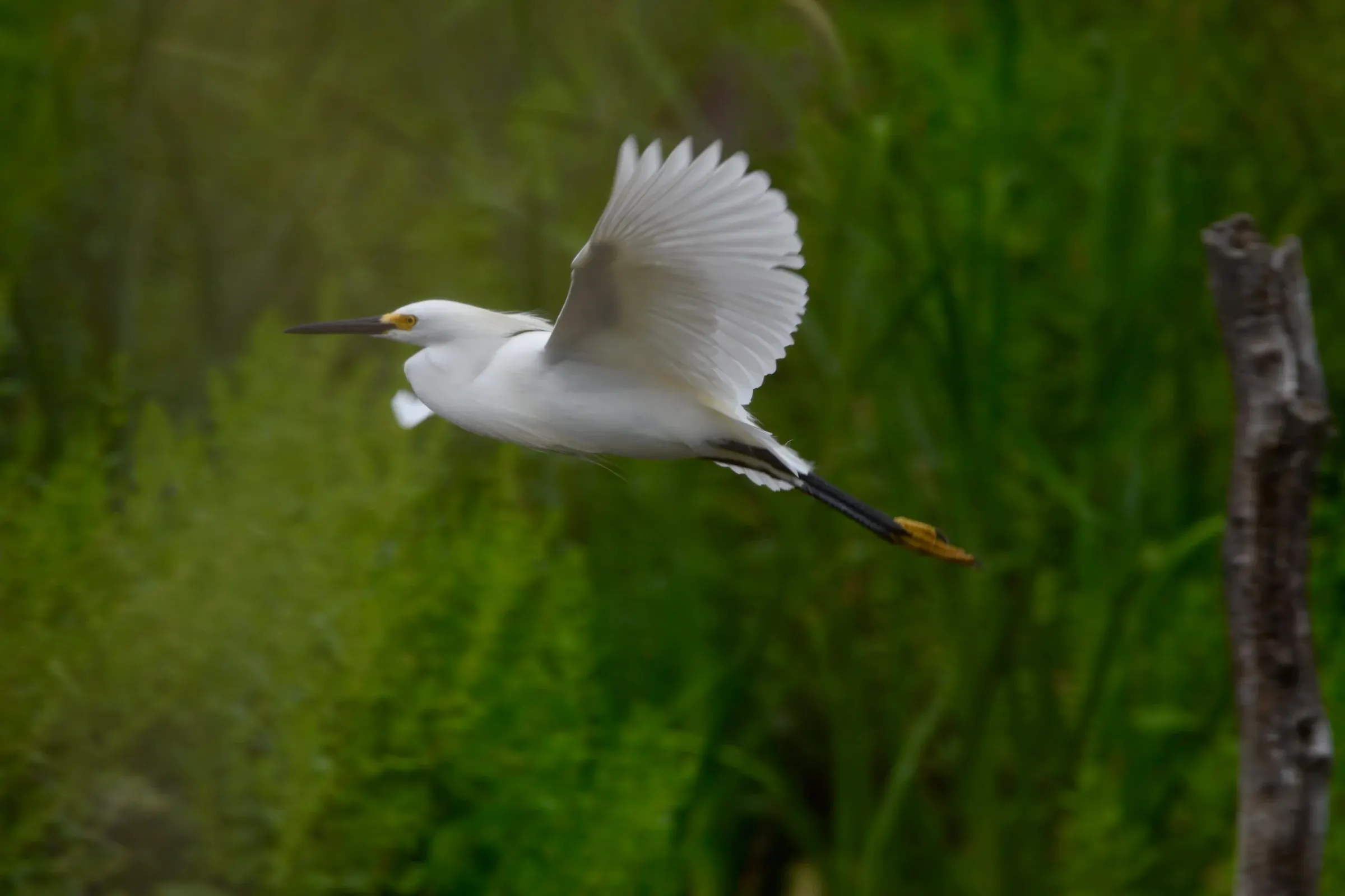 Snowy Egrets — photograph 10