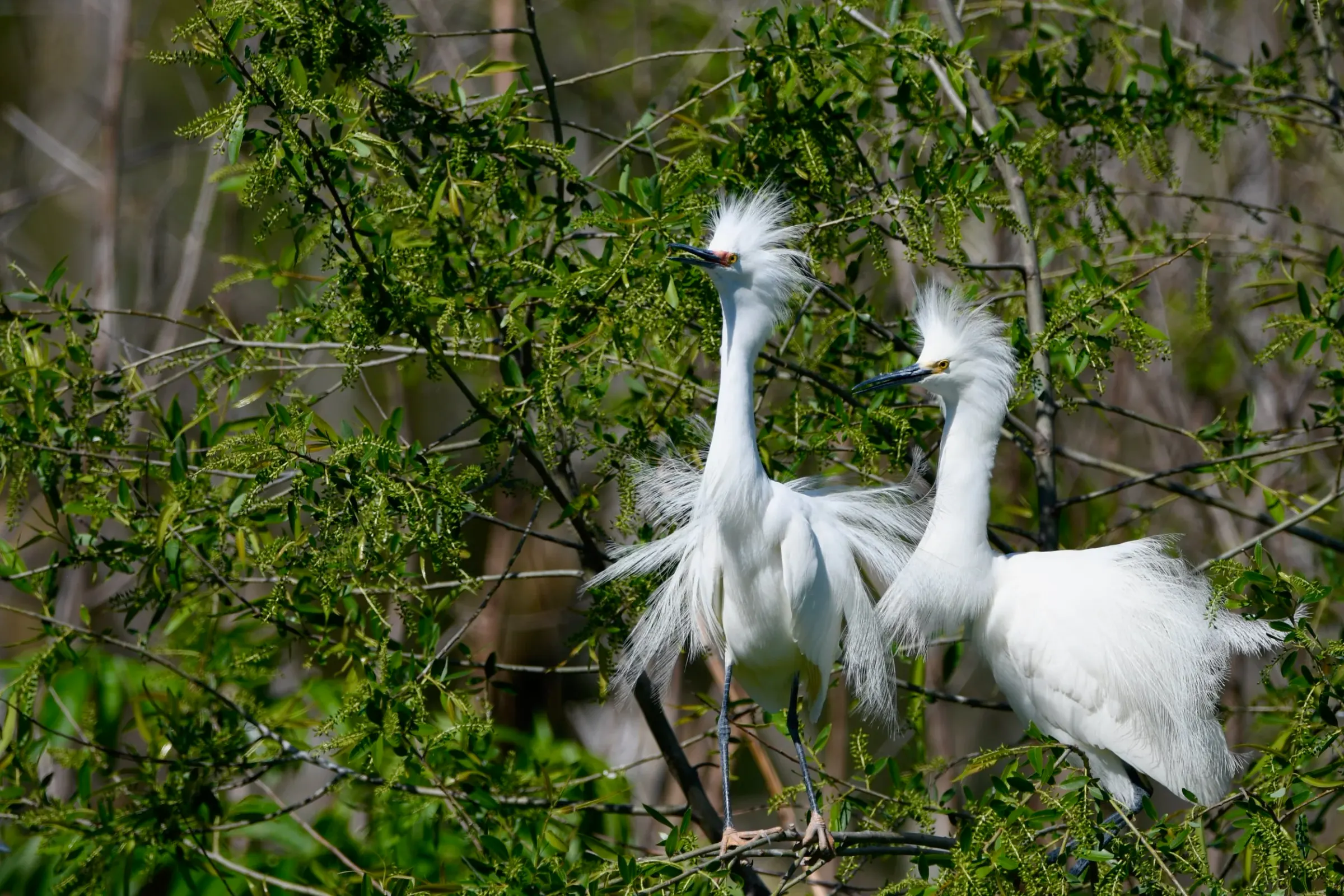 Snowy Egrets — photograph 17
