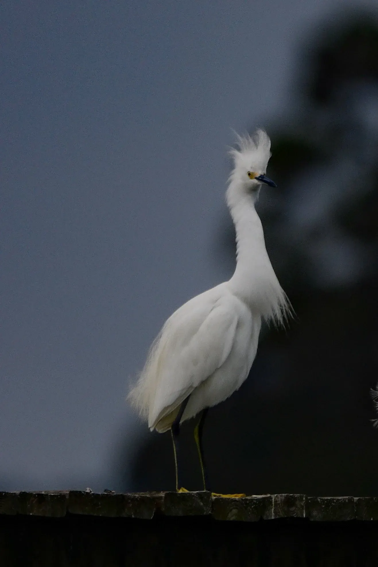 Snowy Egrets — photograph 5