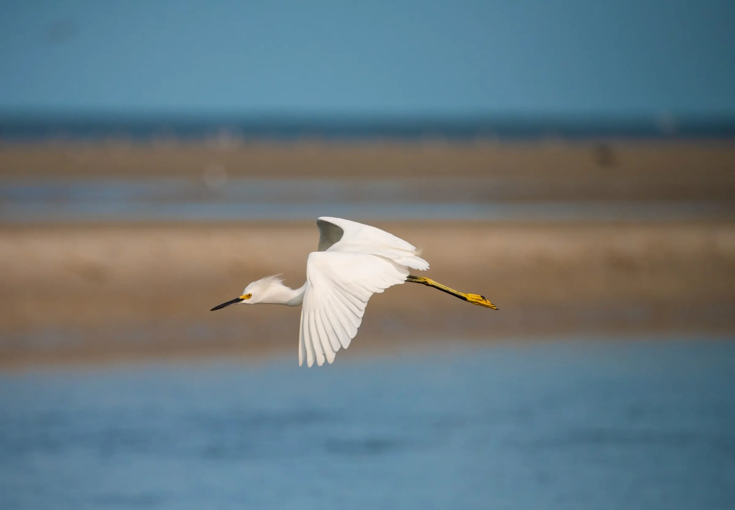 Snowy Egrets — photograph 12