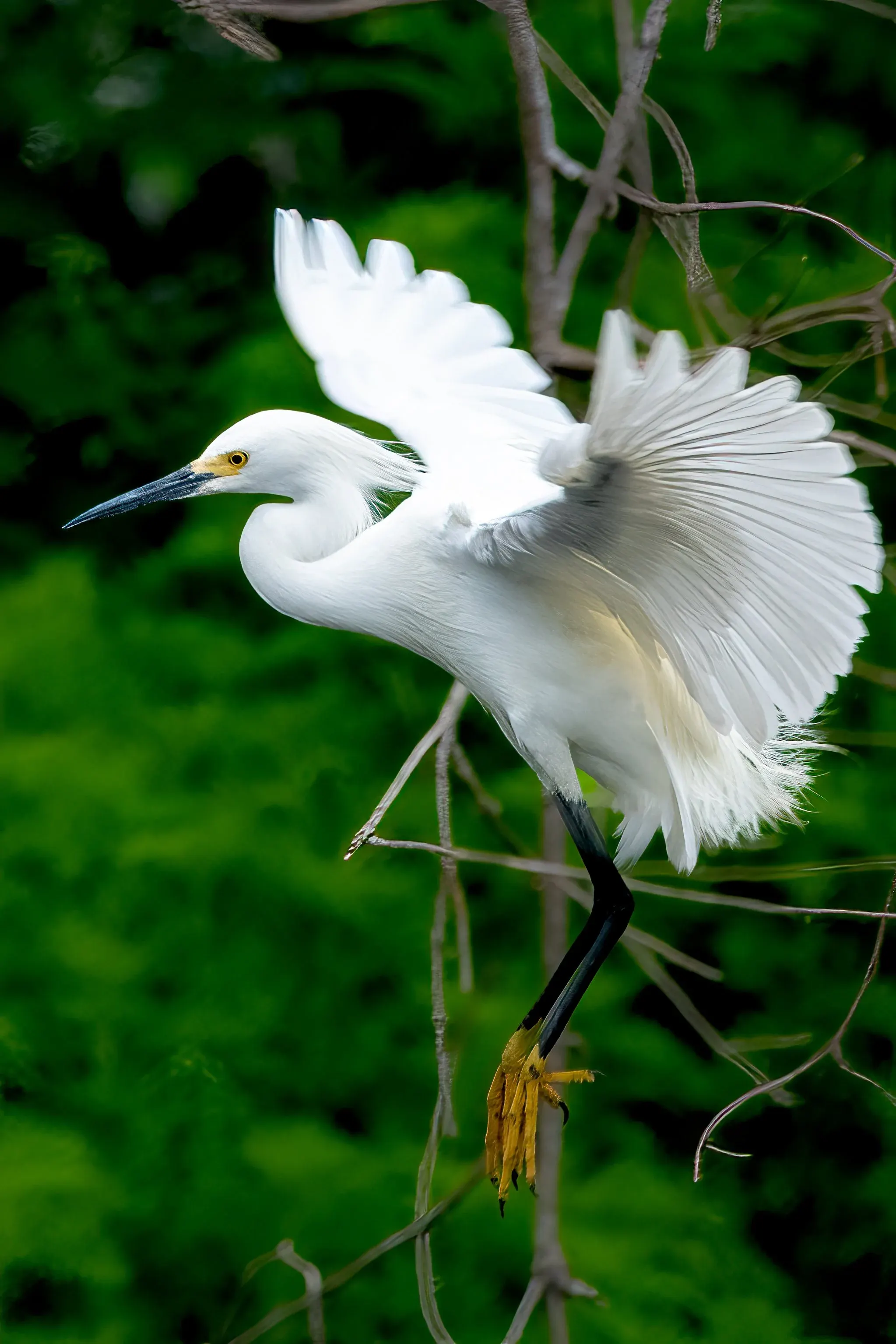 Snowy Egrets — photograph 15
