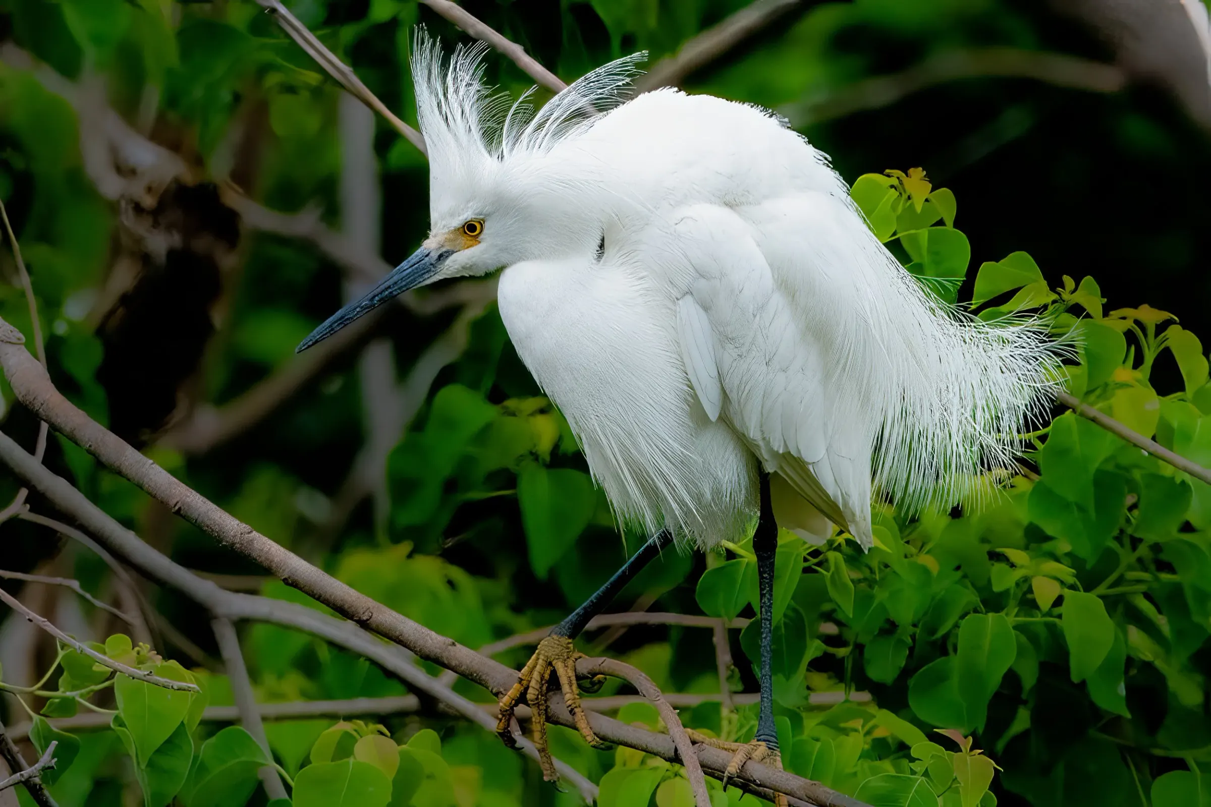 Snowy Egrets — photograph 13
