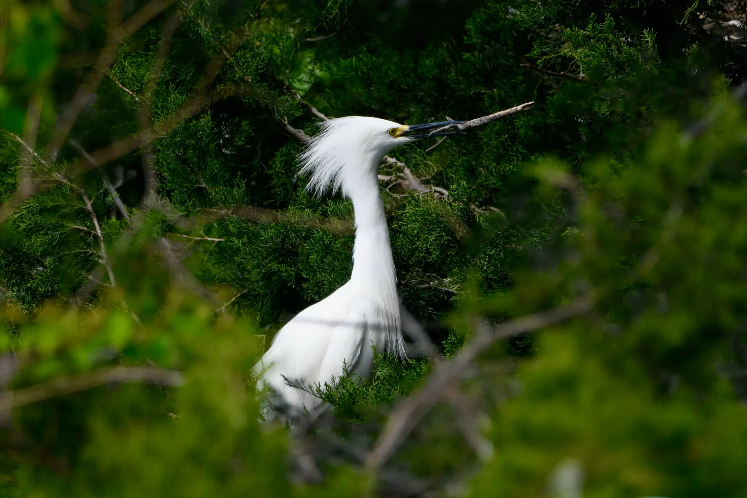 Snowy Egrets — photograph 7