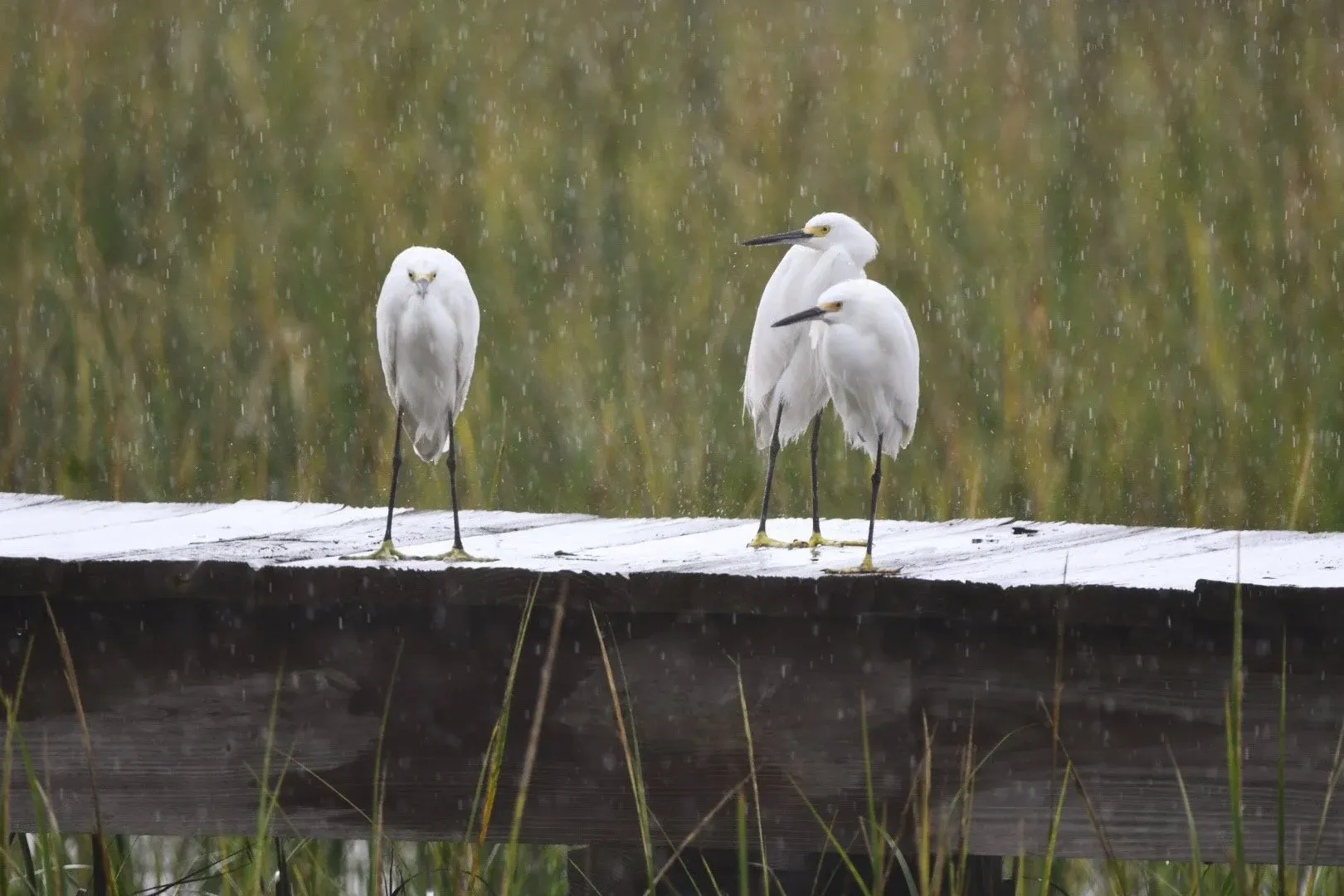 Snowy Egrets — photograph 2