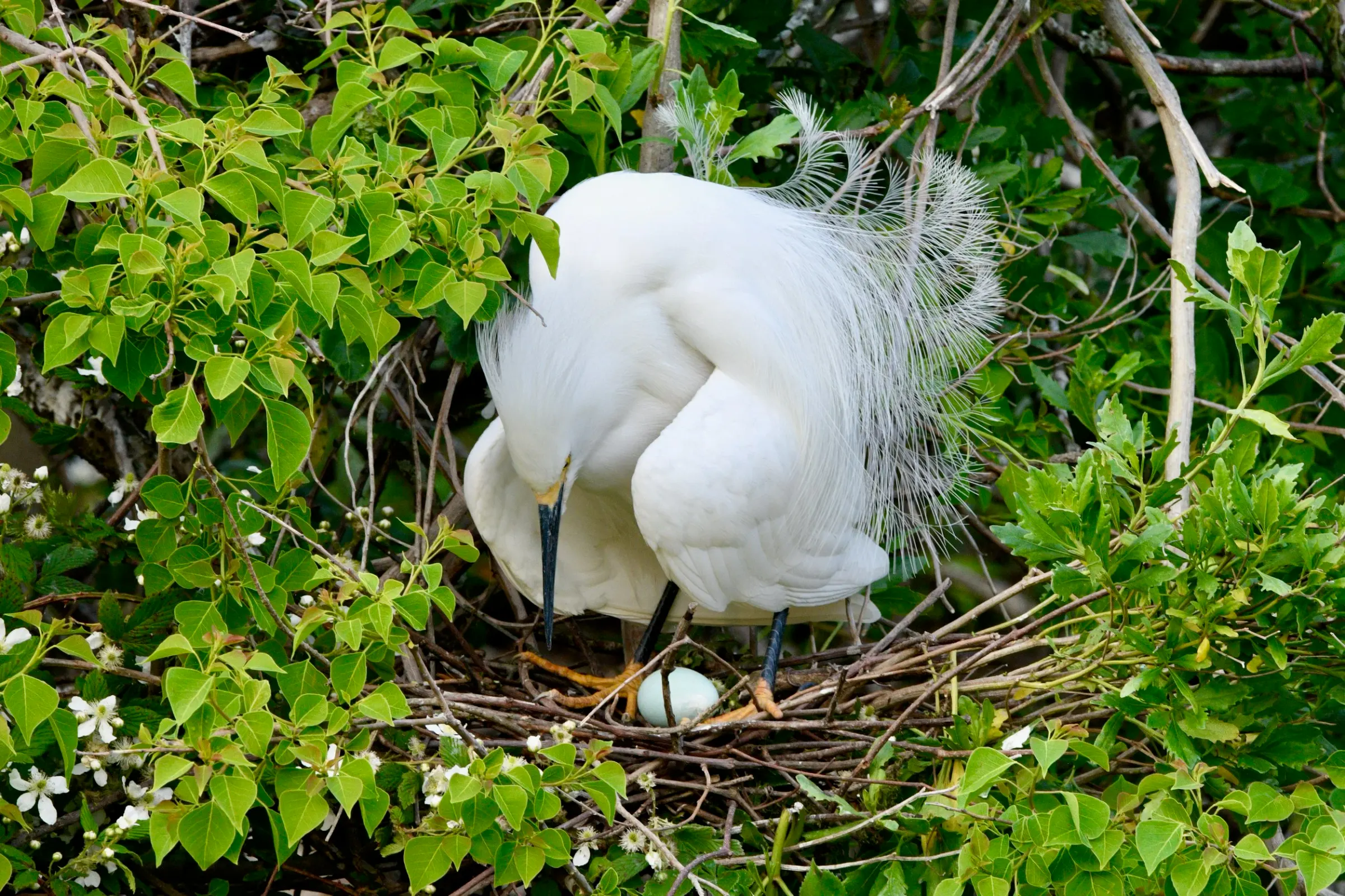 Snowy Egrets — photograph 11