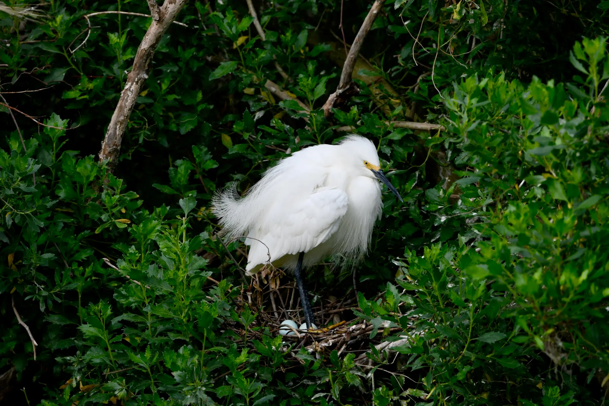 Snowy Egrets — photograph 3