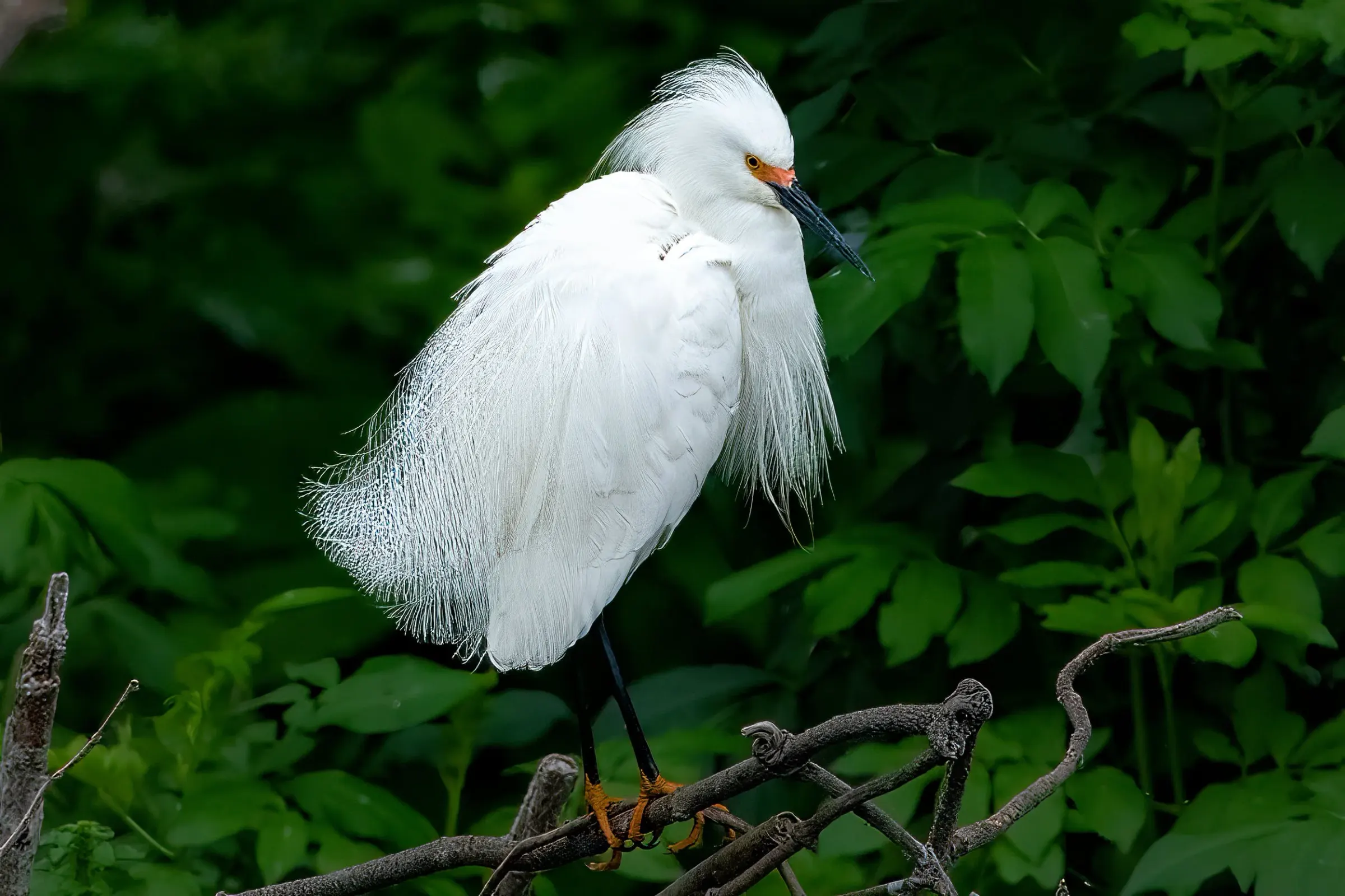 Snowy Egrets — photograph 16