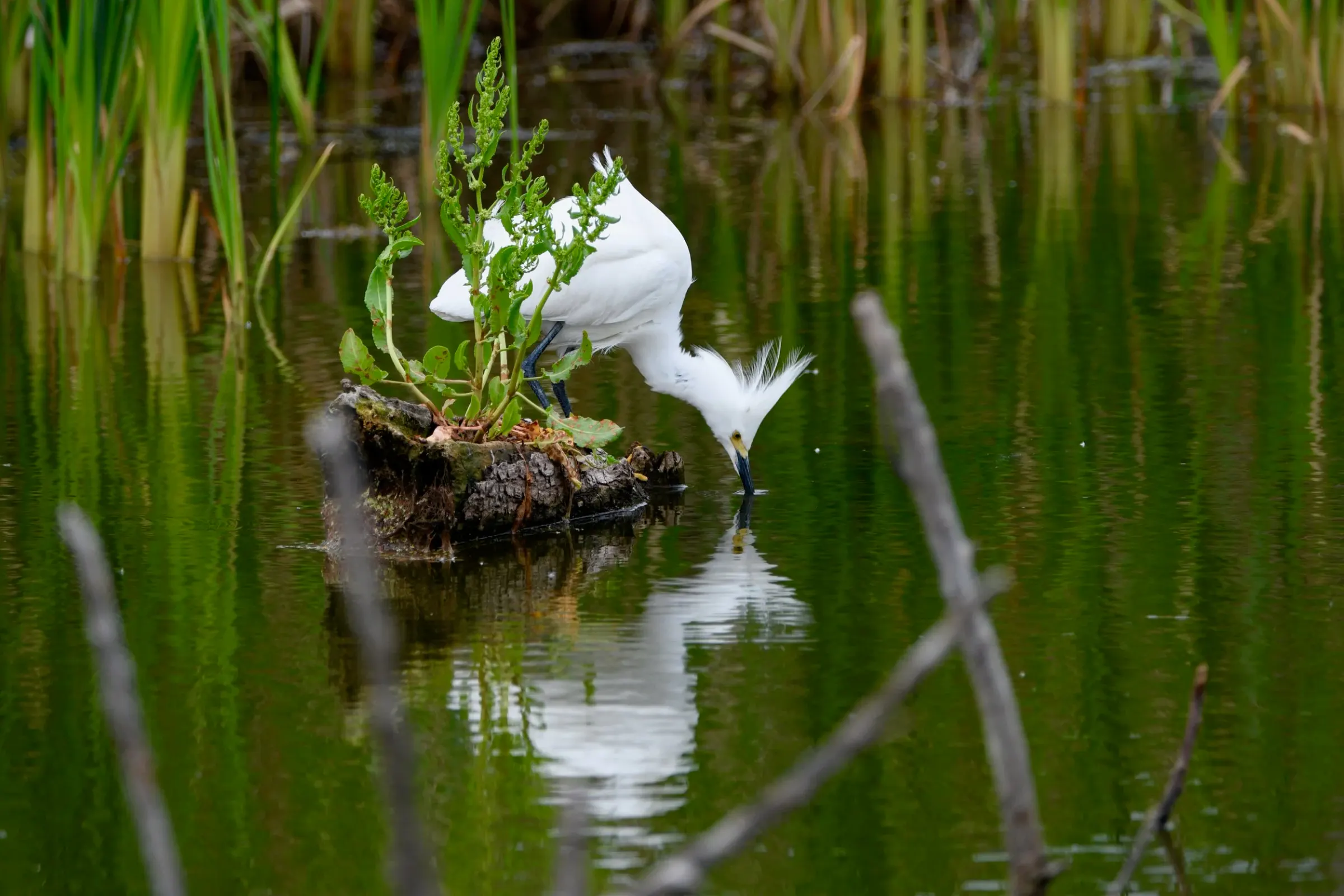 Snowy Egrets — photograph 9