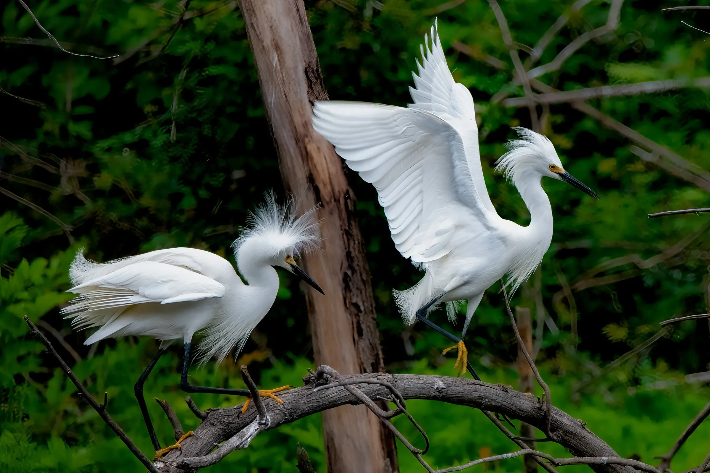 Snowy Egrets — photograph 14