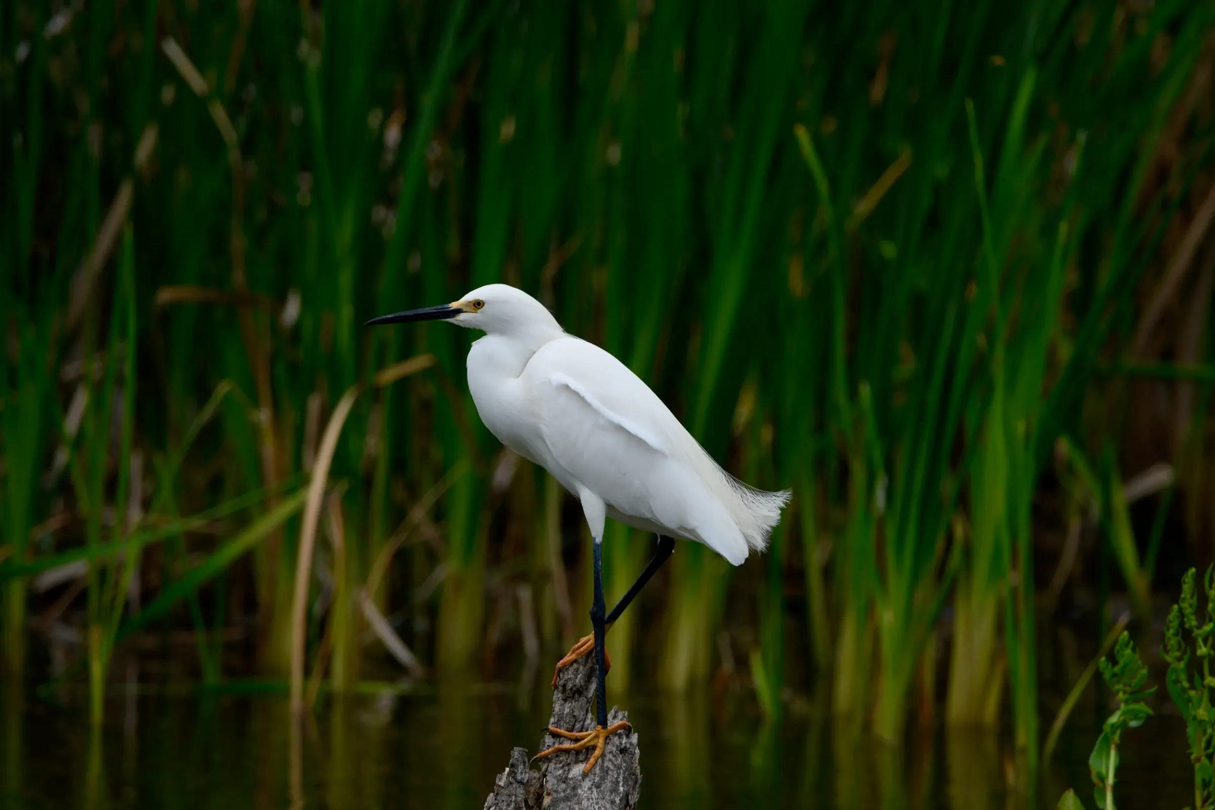 Snowy Egrets — album cover