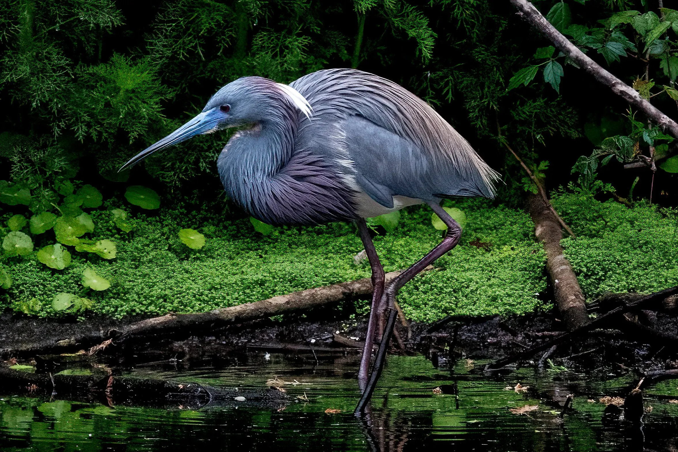 Tricolored Heron — photograph 15