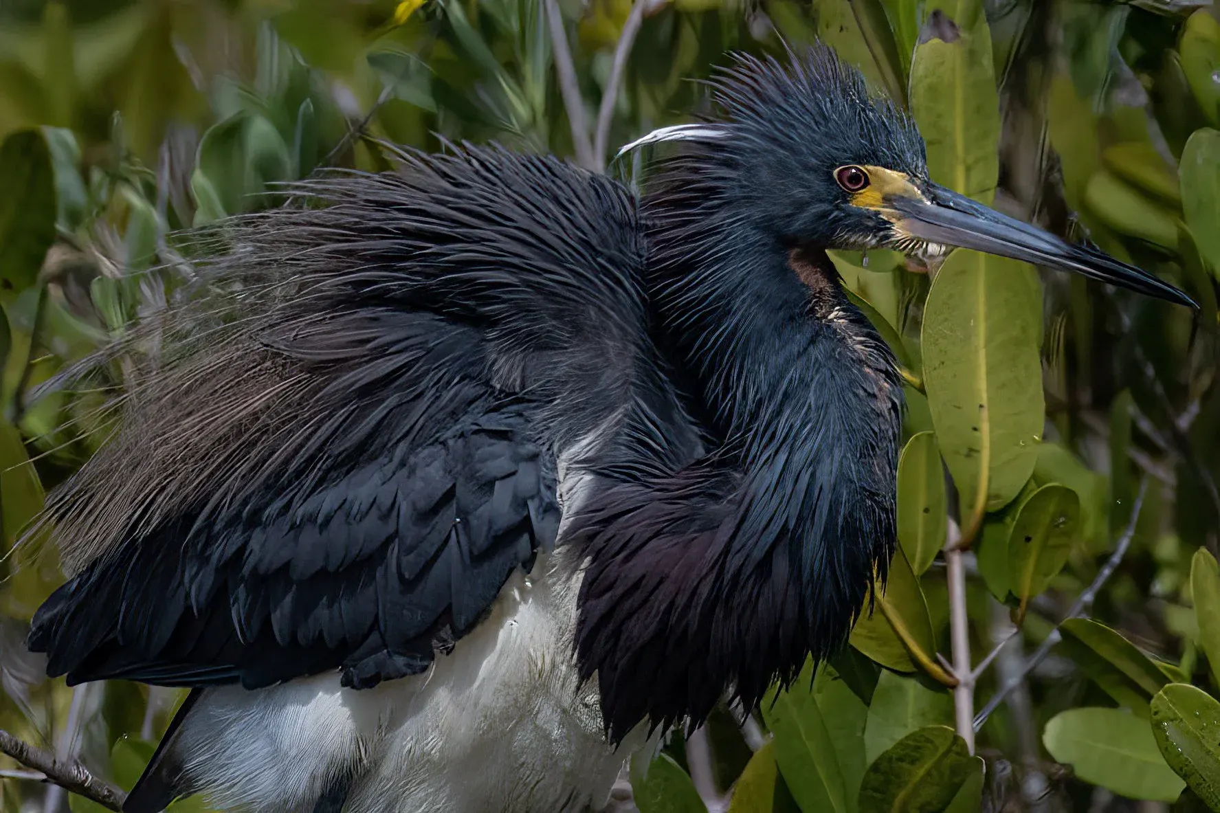 Tricolored Heron — photograph 3