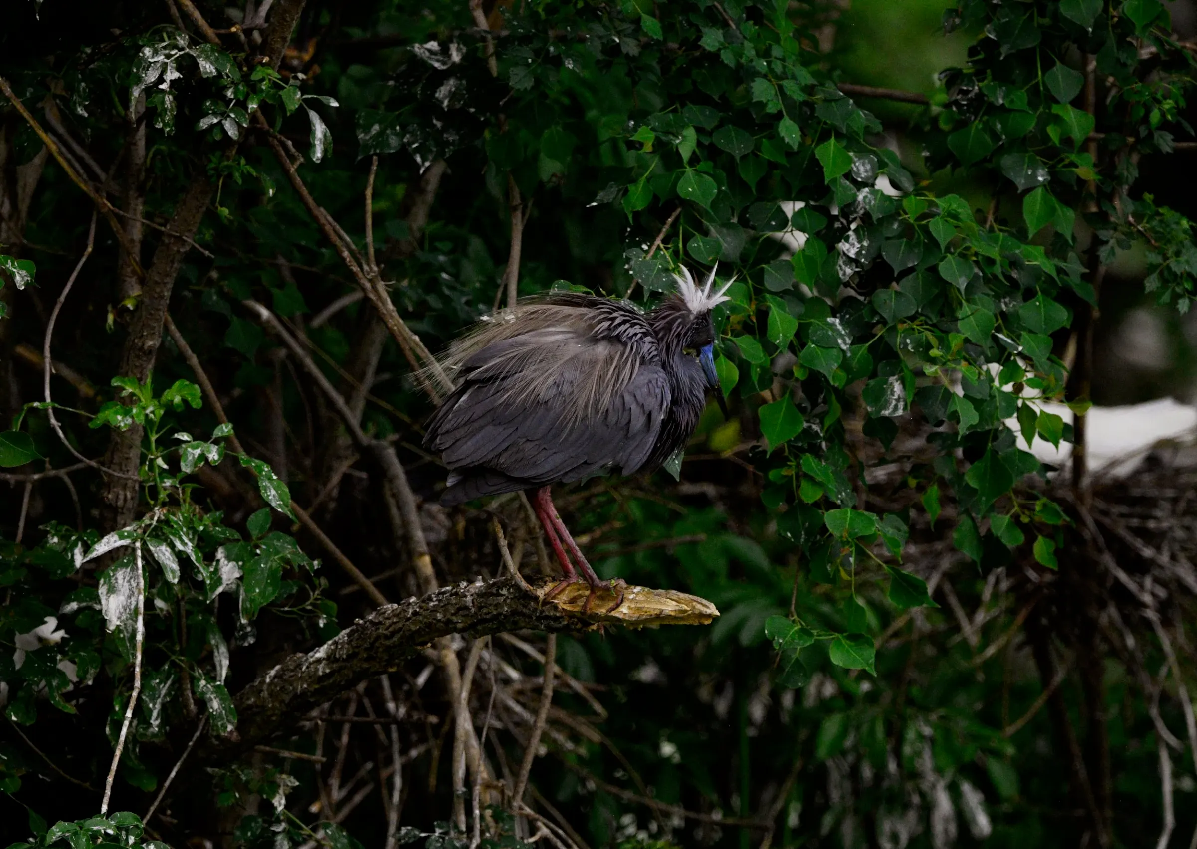 Tricolored Heron — photograph 6
