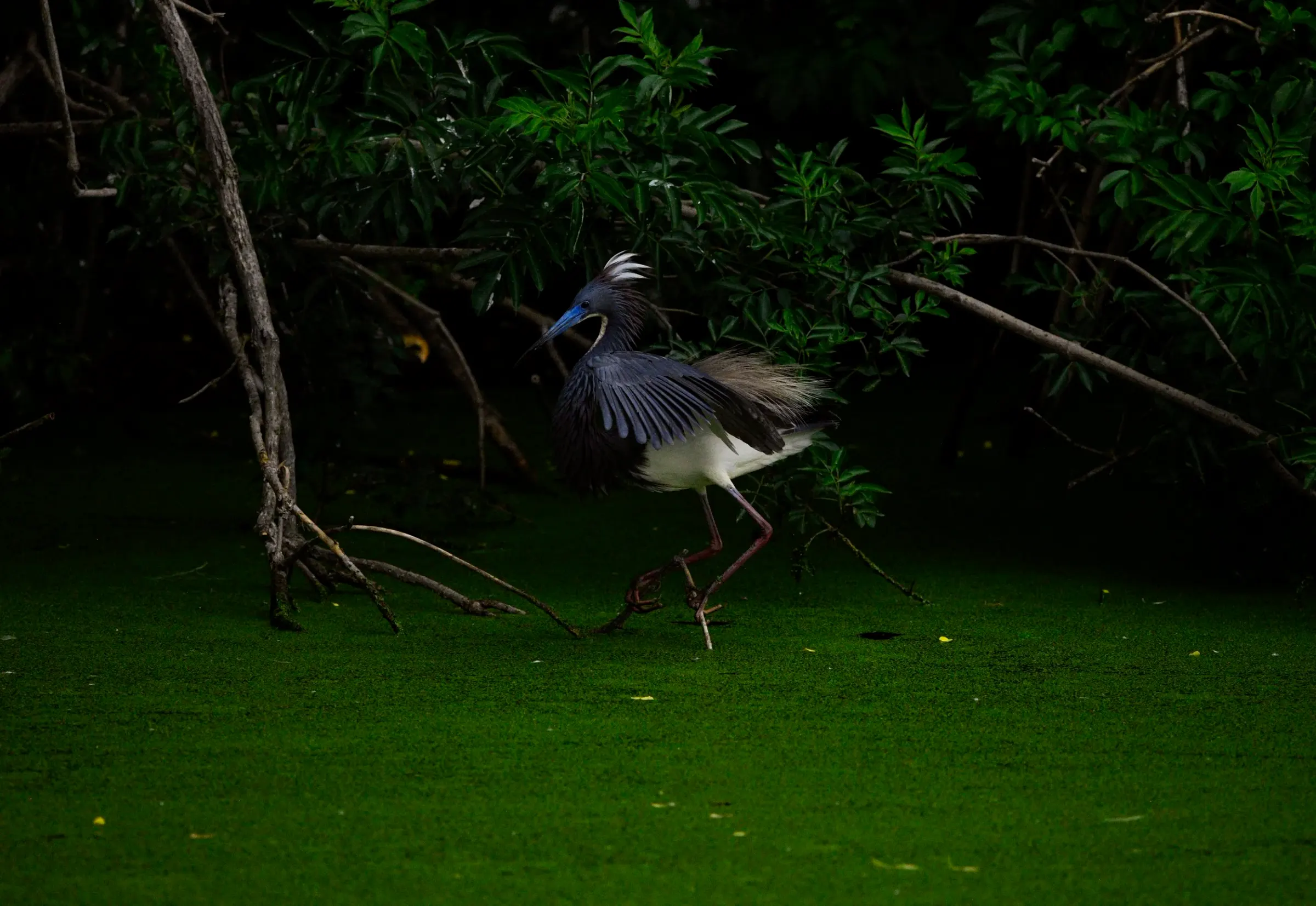 Tricolored Heron — photograph 4