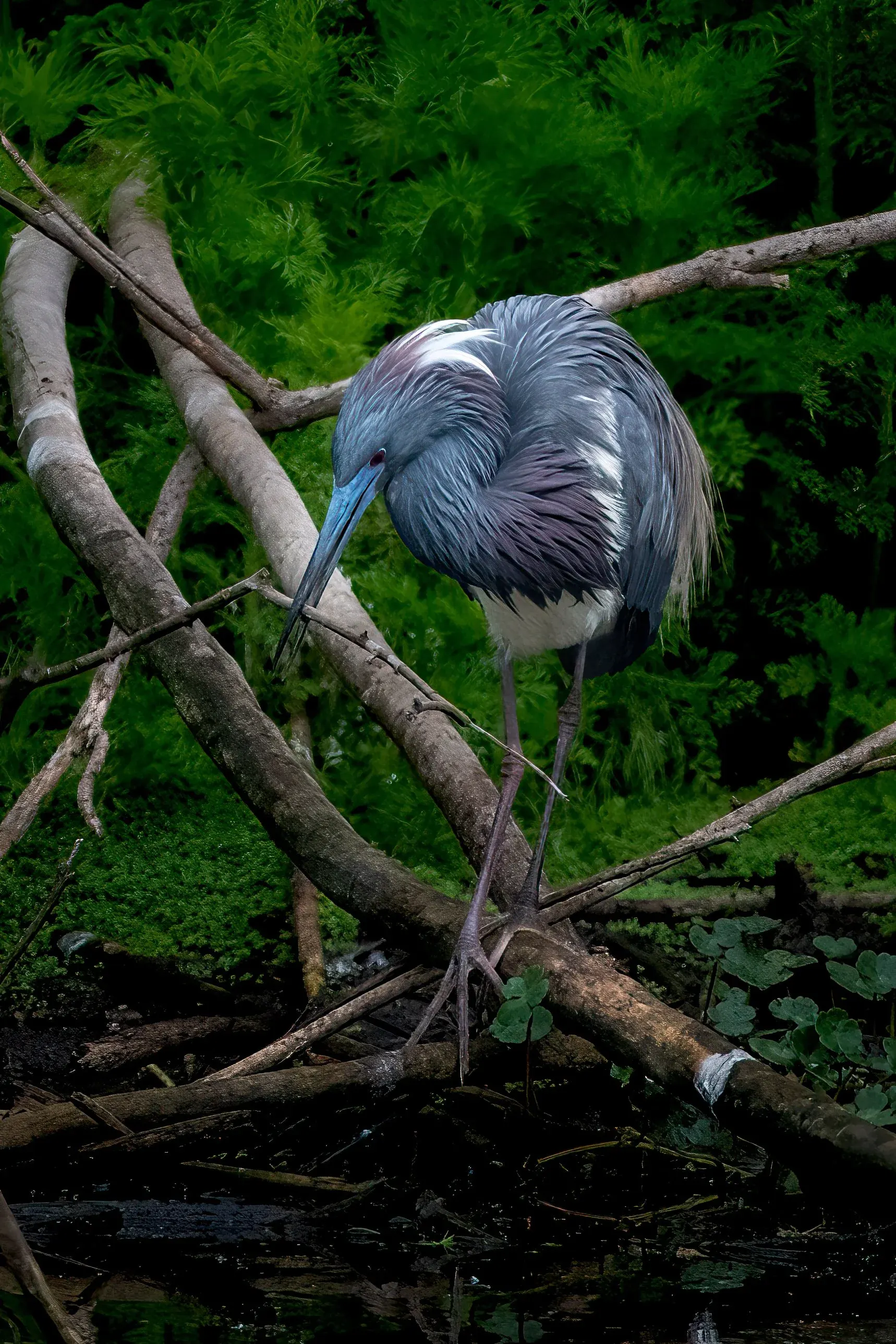 Tricolored Heron — photograph 19