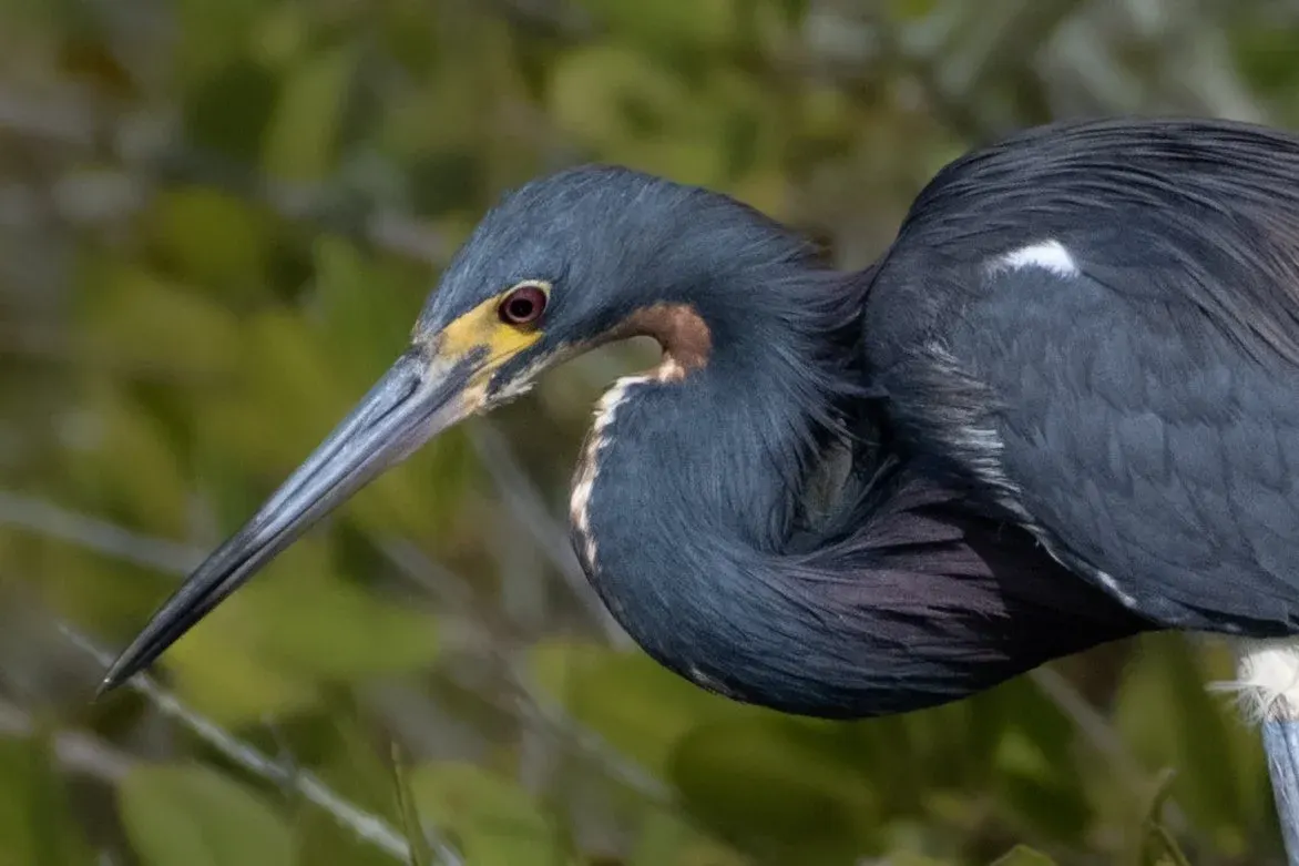 Tricolored Heron — photograph 7