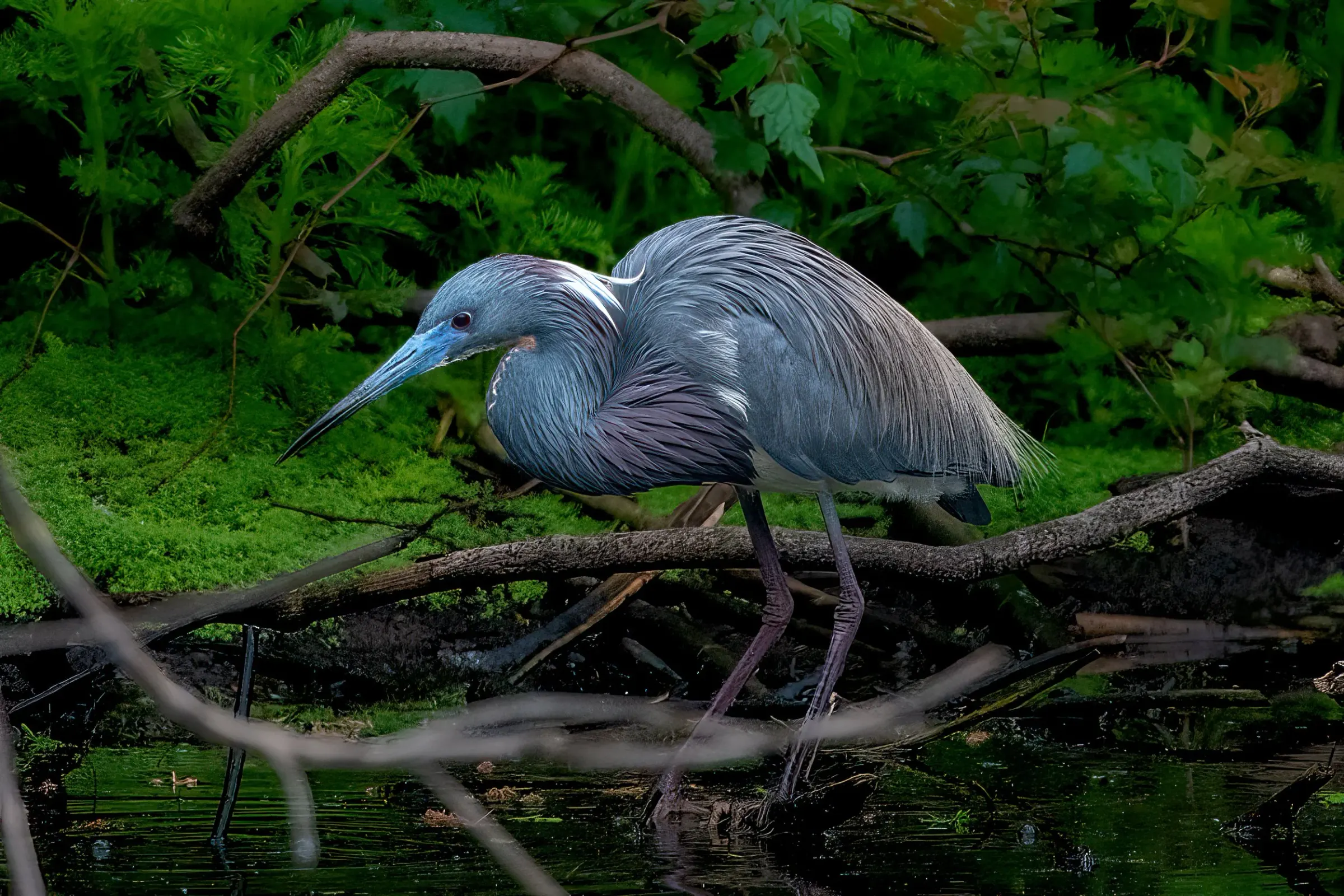 Tricolored Heron — photograph 17