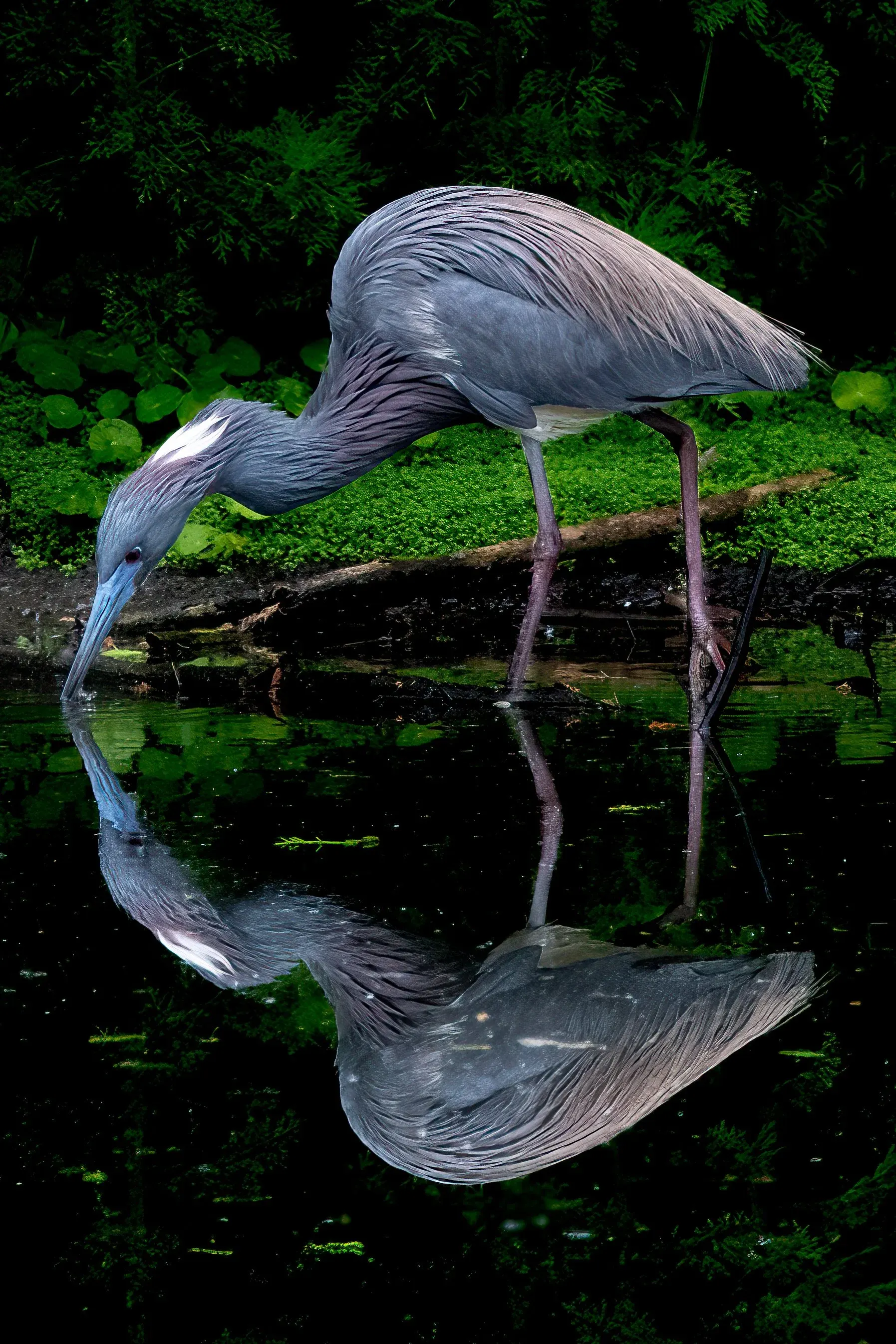 Tricolored Heron — photograph 14