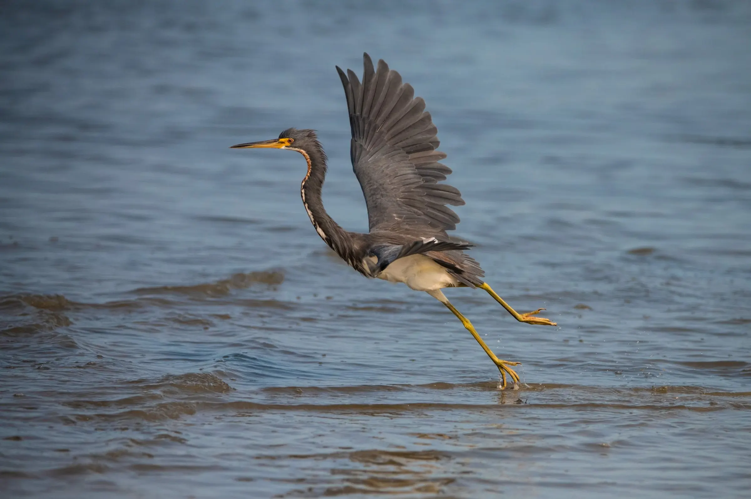 Tricolored Heron — photograph 10