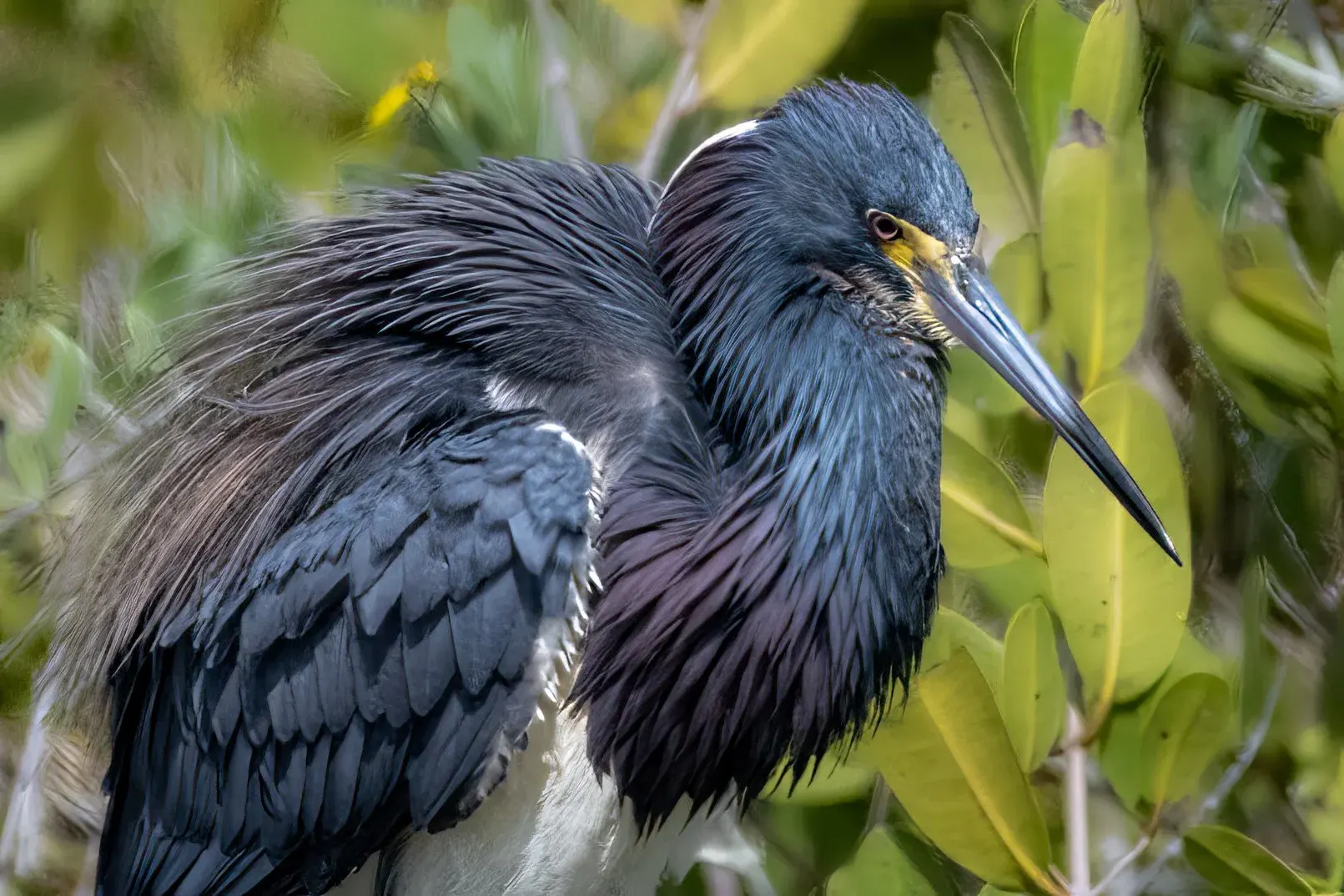 Tricolored Heron — photograph 2