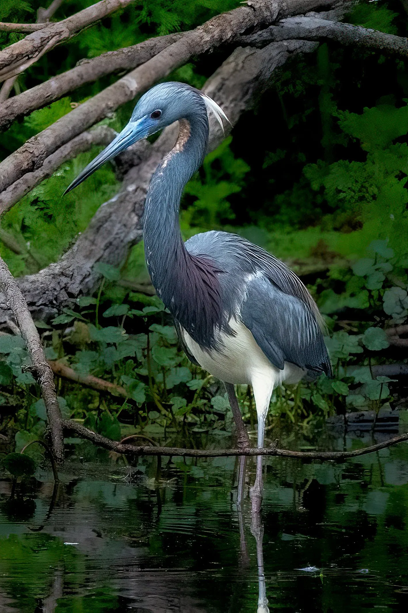 Tricolored Heron — photograph 16