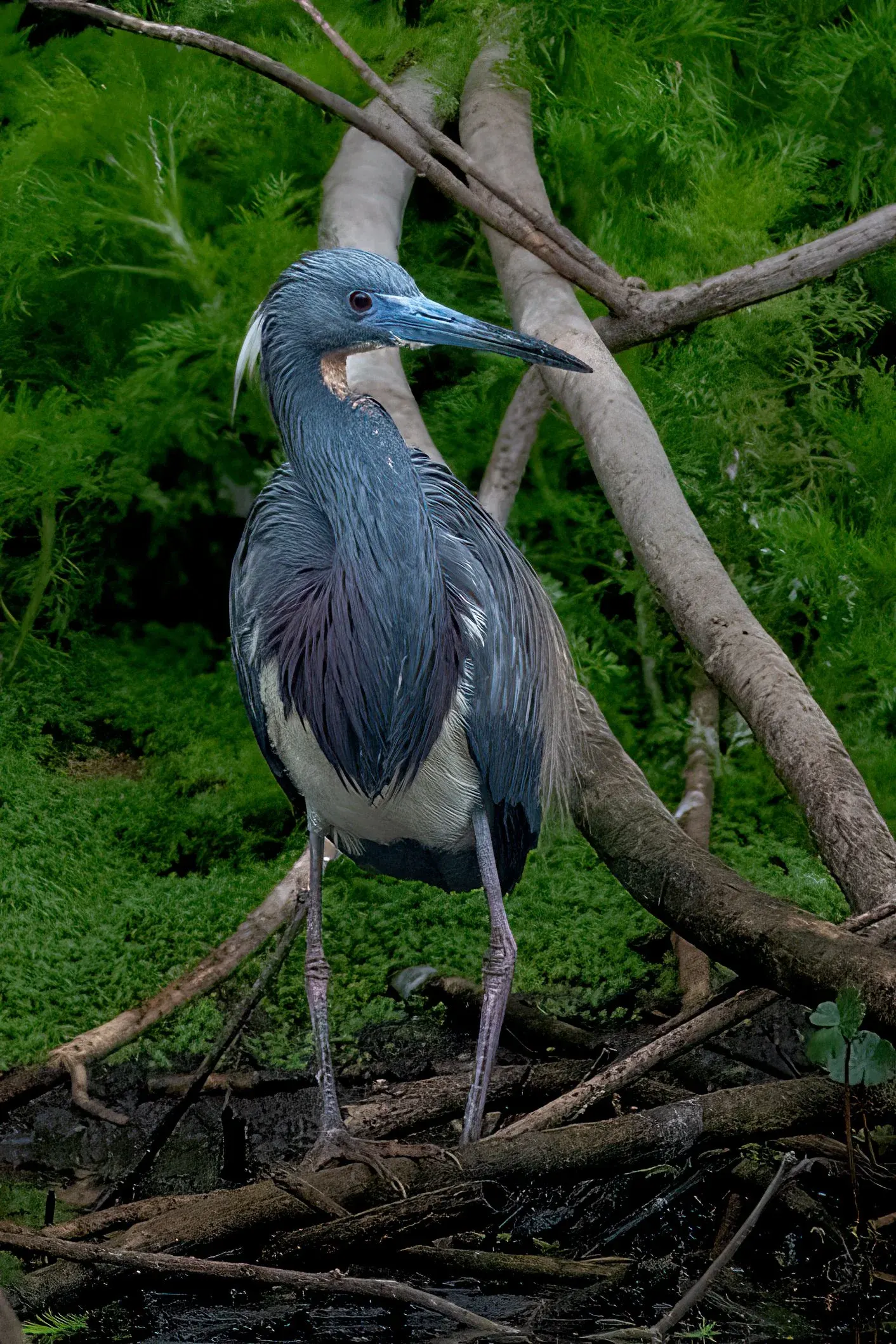 Tricolored Heron — photograph 18
