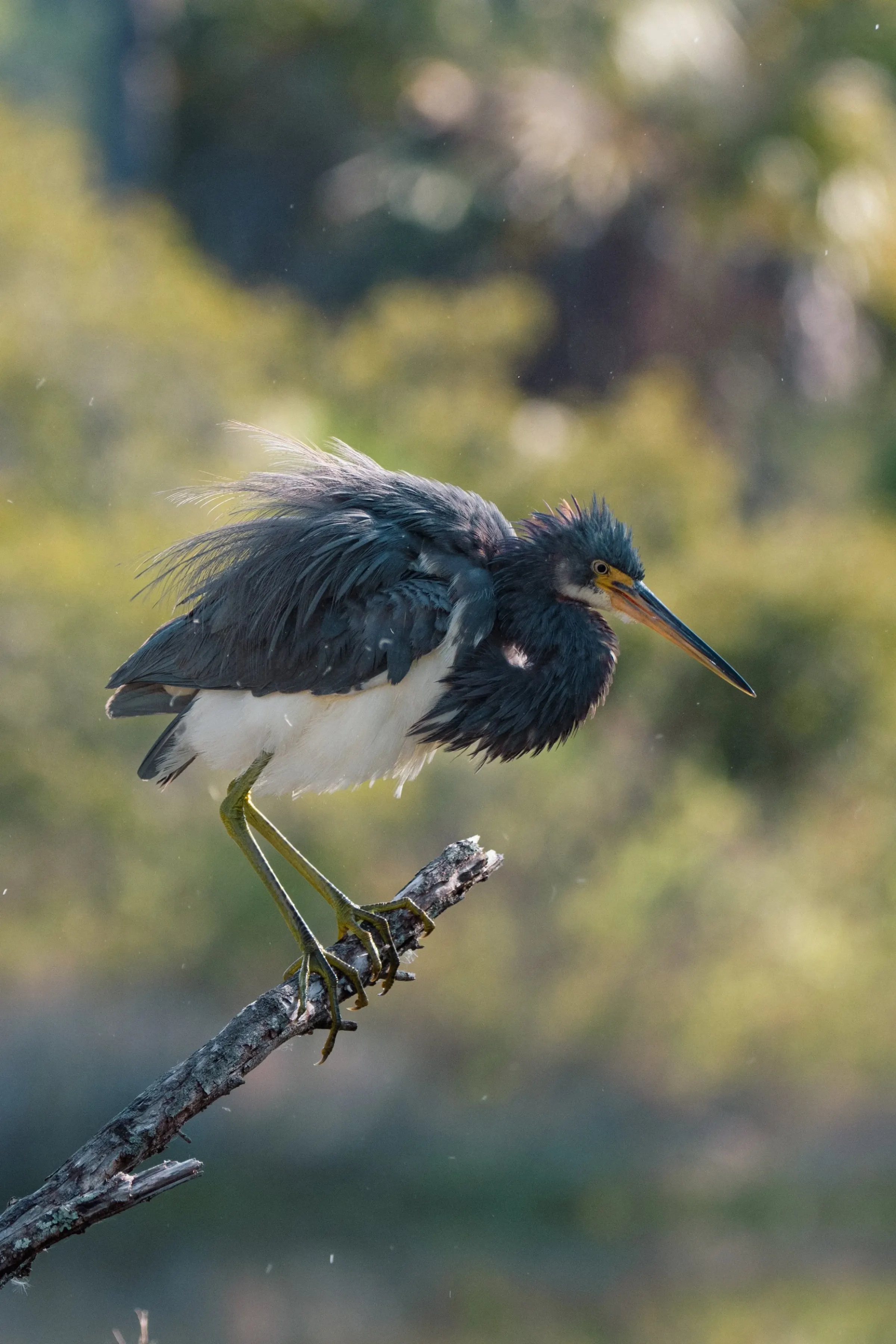 Tricolored Heron — photograph 12